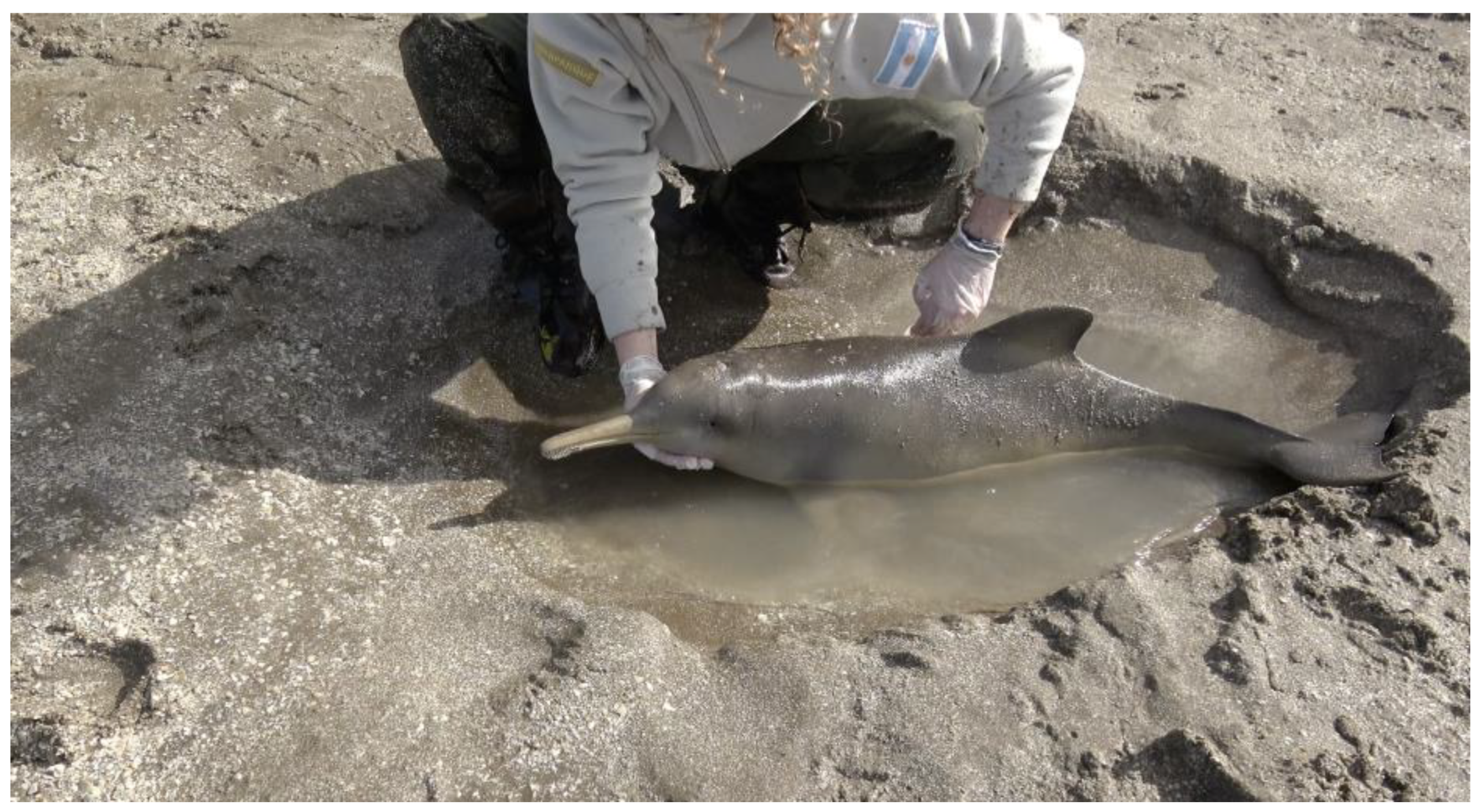 Animals 14 02762 g001