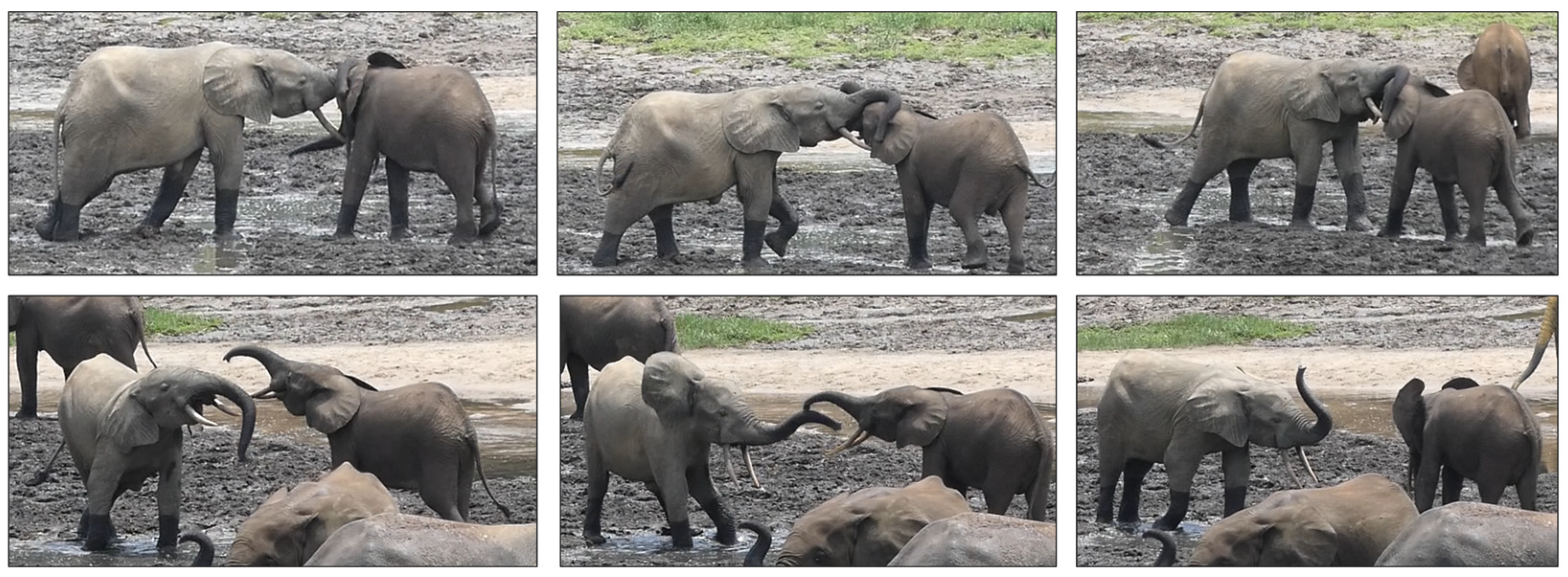 Animals 14 02769 g001