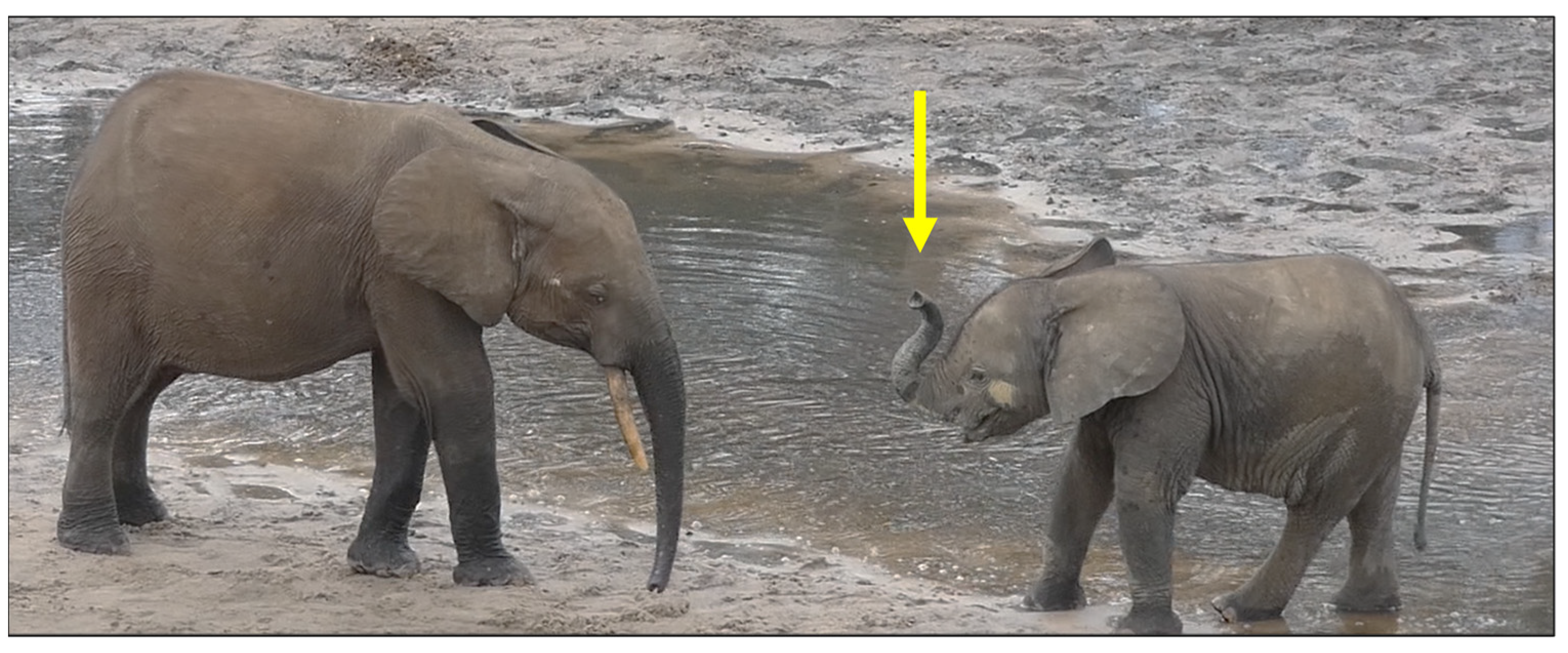 Animals 14 02769 g004