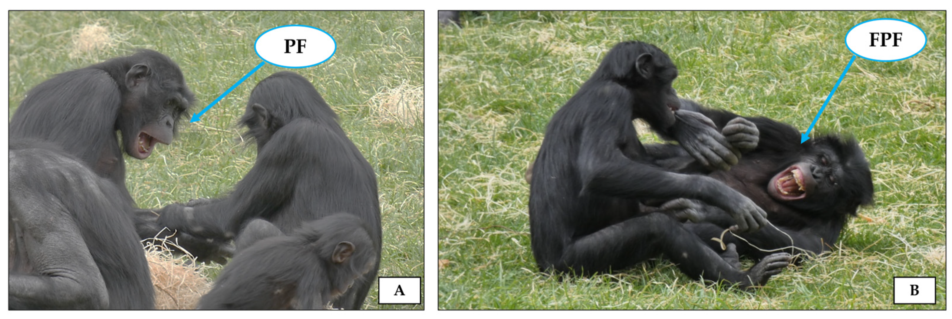 Animals 14 02769 g005