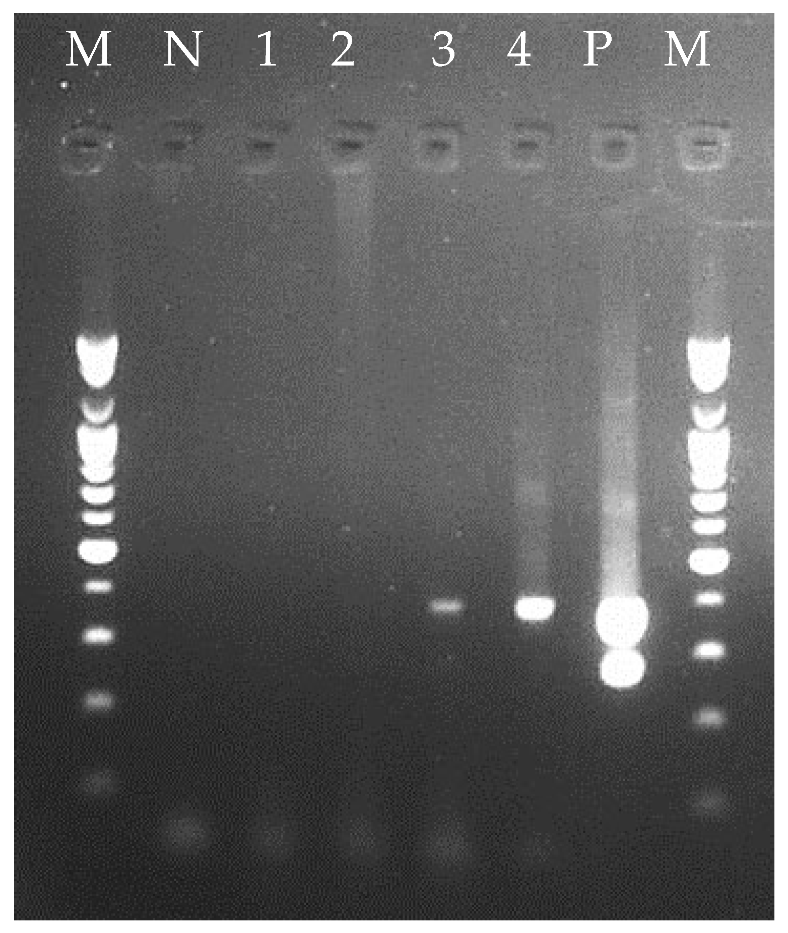 Animals 14 02788 g004