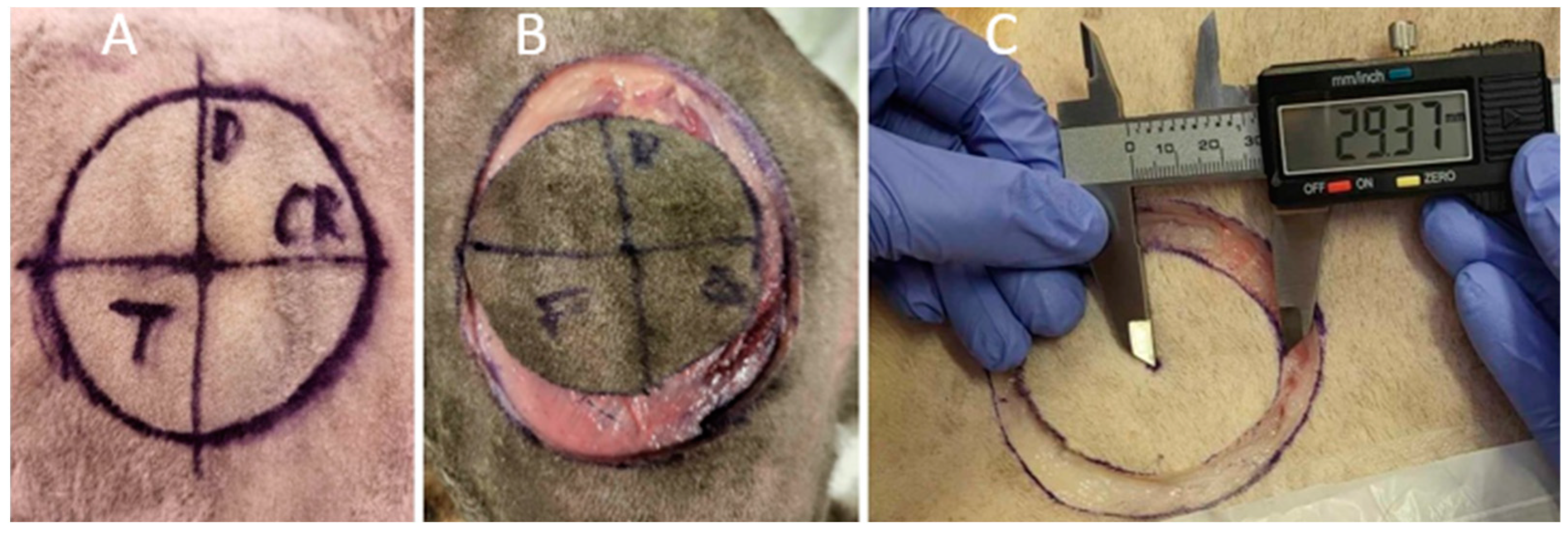 Animals 14 02791 g001