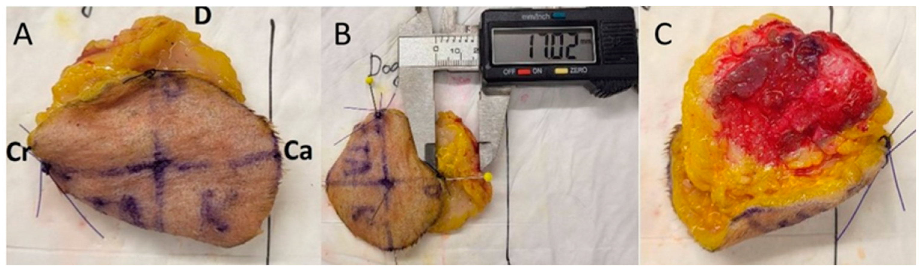 Animals 14 02791 g005