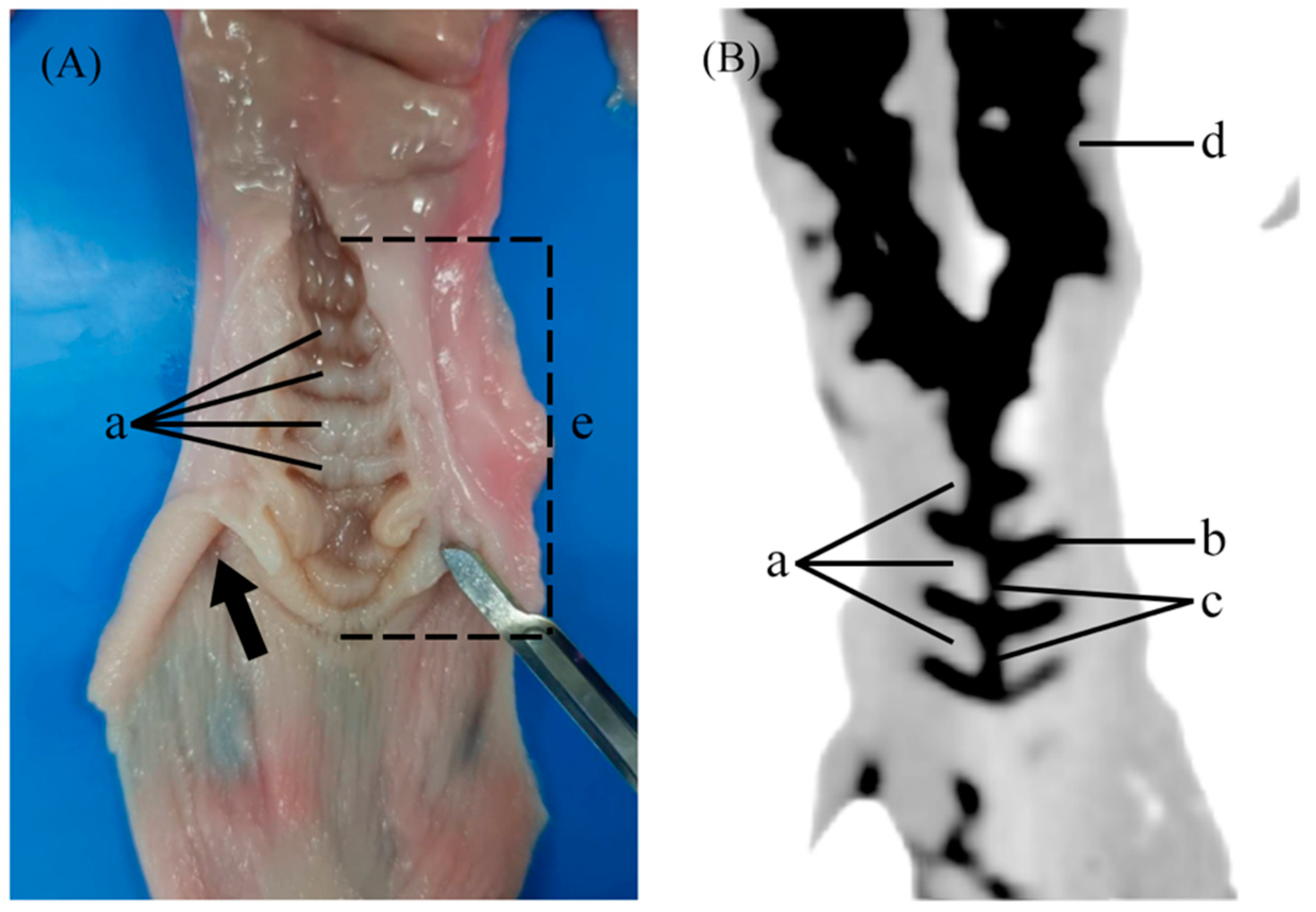 cervix Morphophysiological Assessment of the Cervix during the Reproductive Cycle  and Early Pregnancy in Does Using Computed Tomography and Oxytocin Receptor  Immunohistochemistry