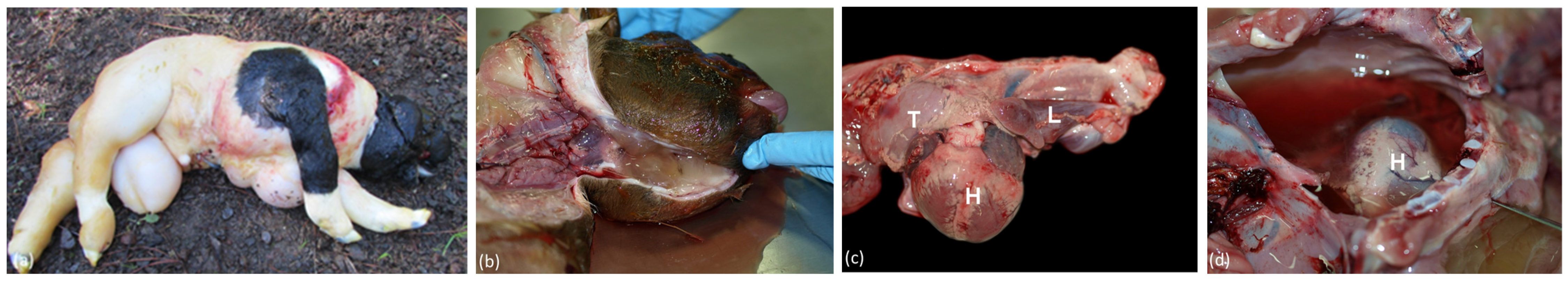 Animals 14 02811 g001