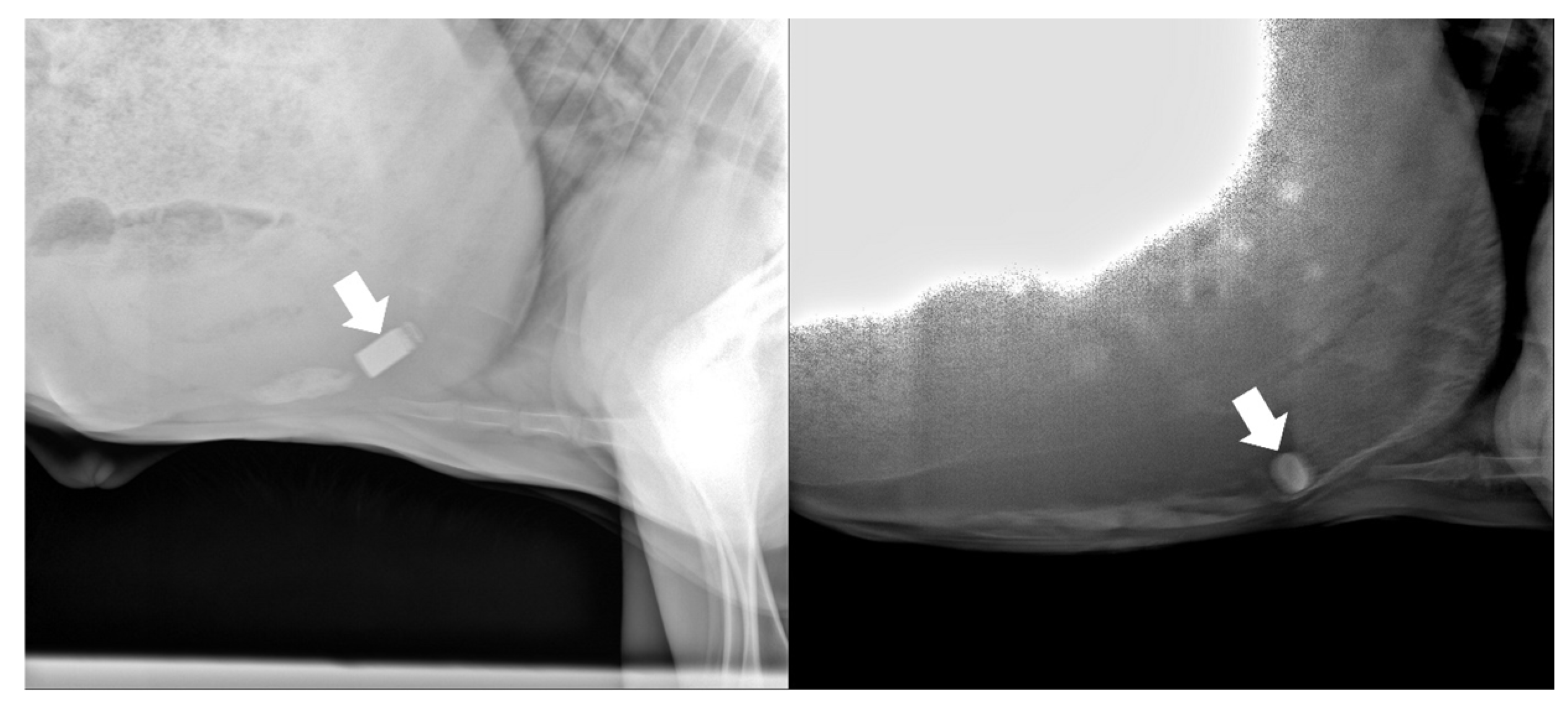 Animals 14 02815 g002