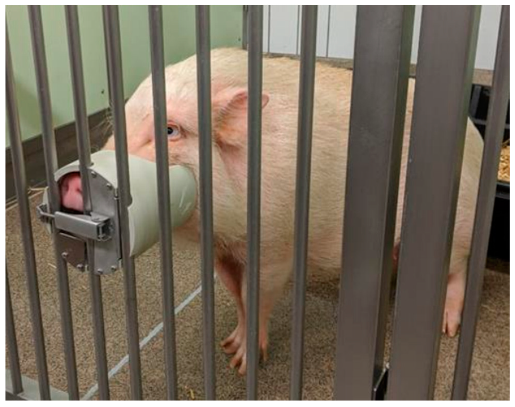 Animals 14 02819 g001