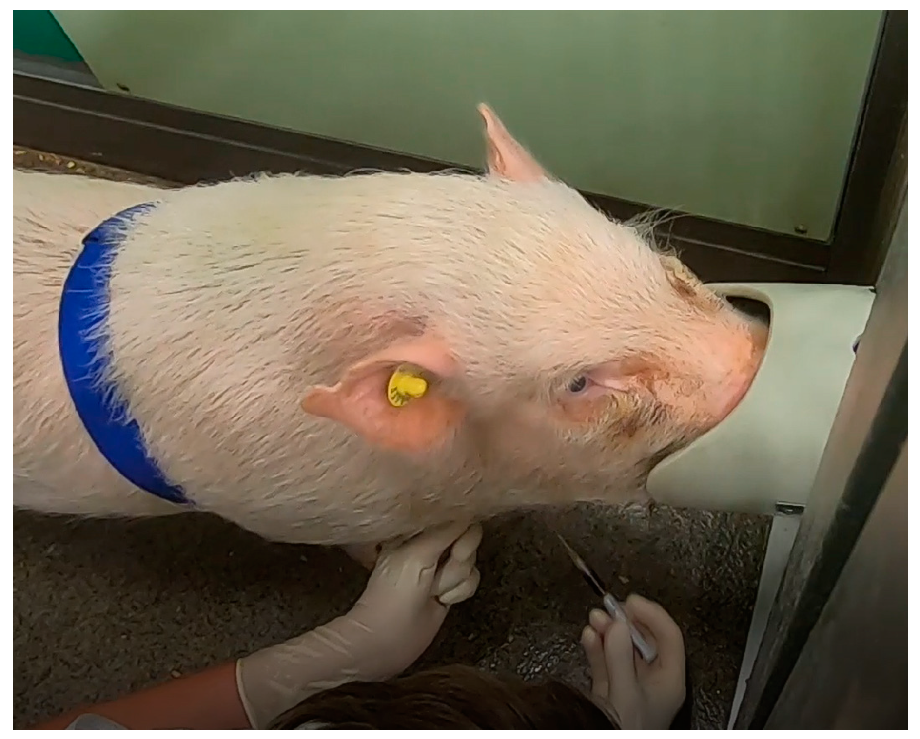 Animals 14 02819 g002