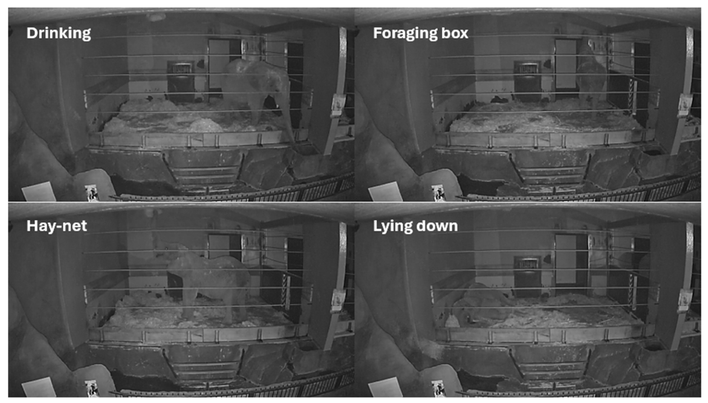 Animals 14 02820 g0a2