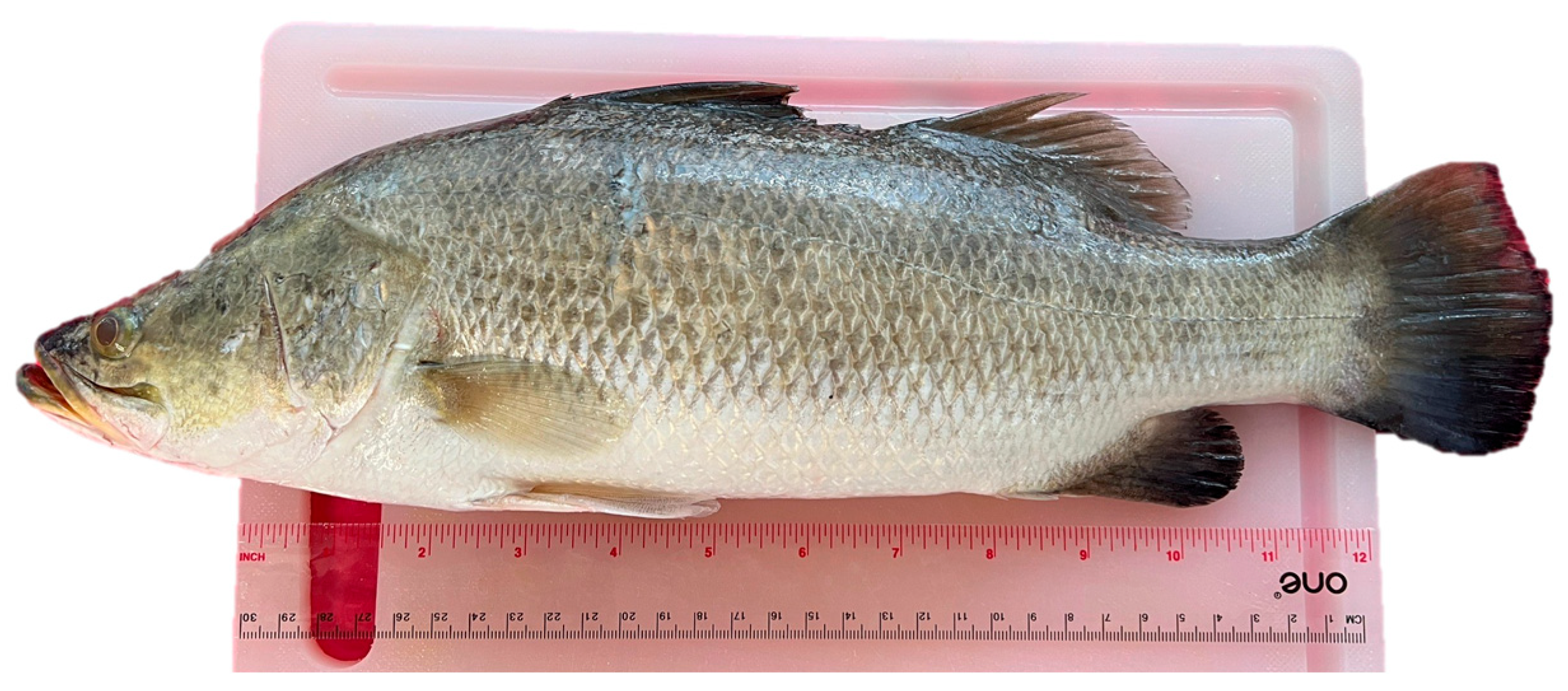 Animals 14 02837 g001 Animals 14 02837 g001