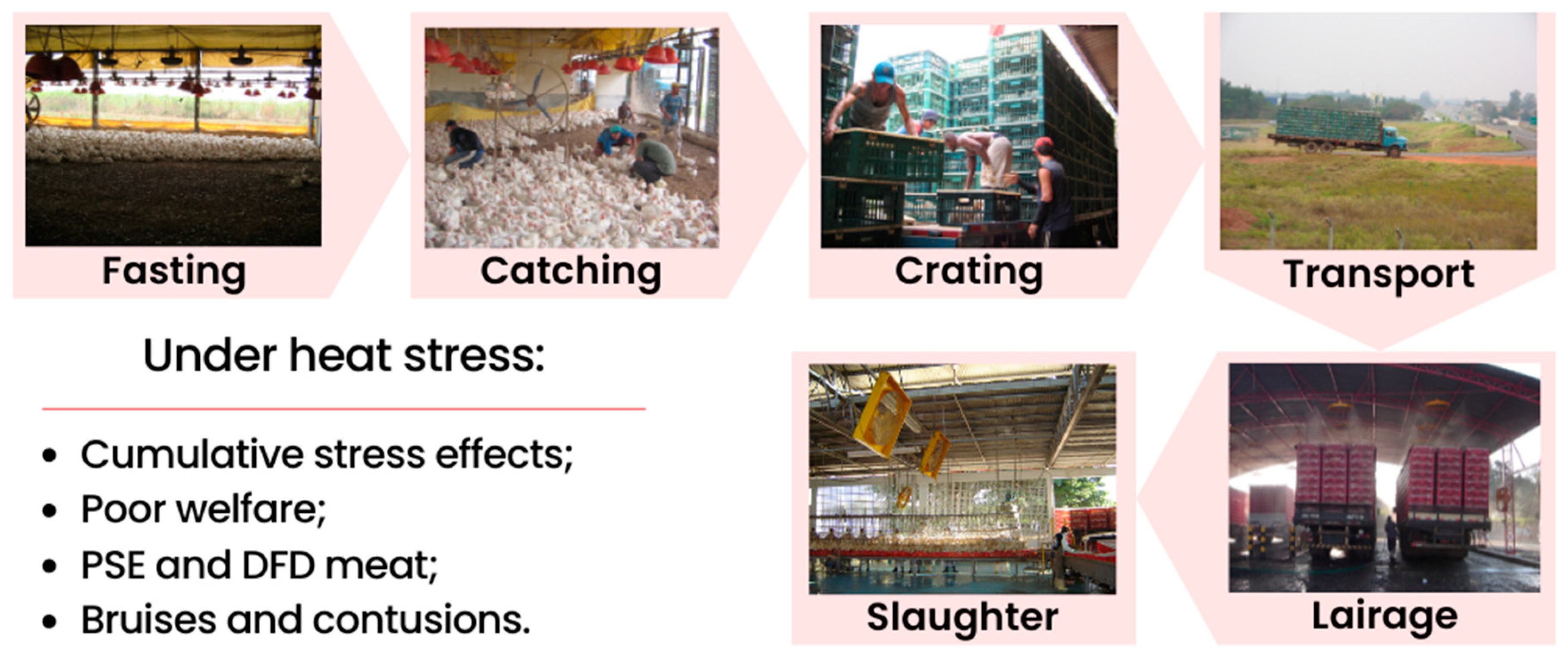 Animals 14 02865 g001