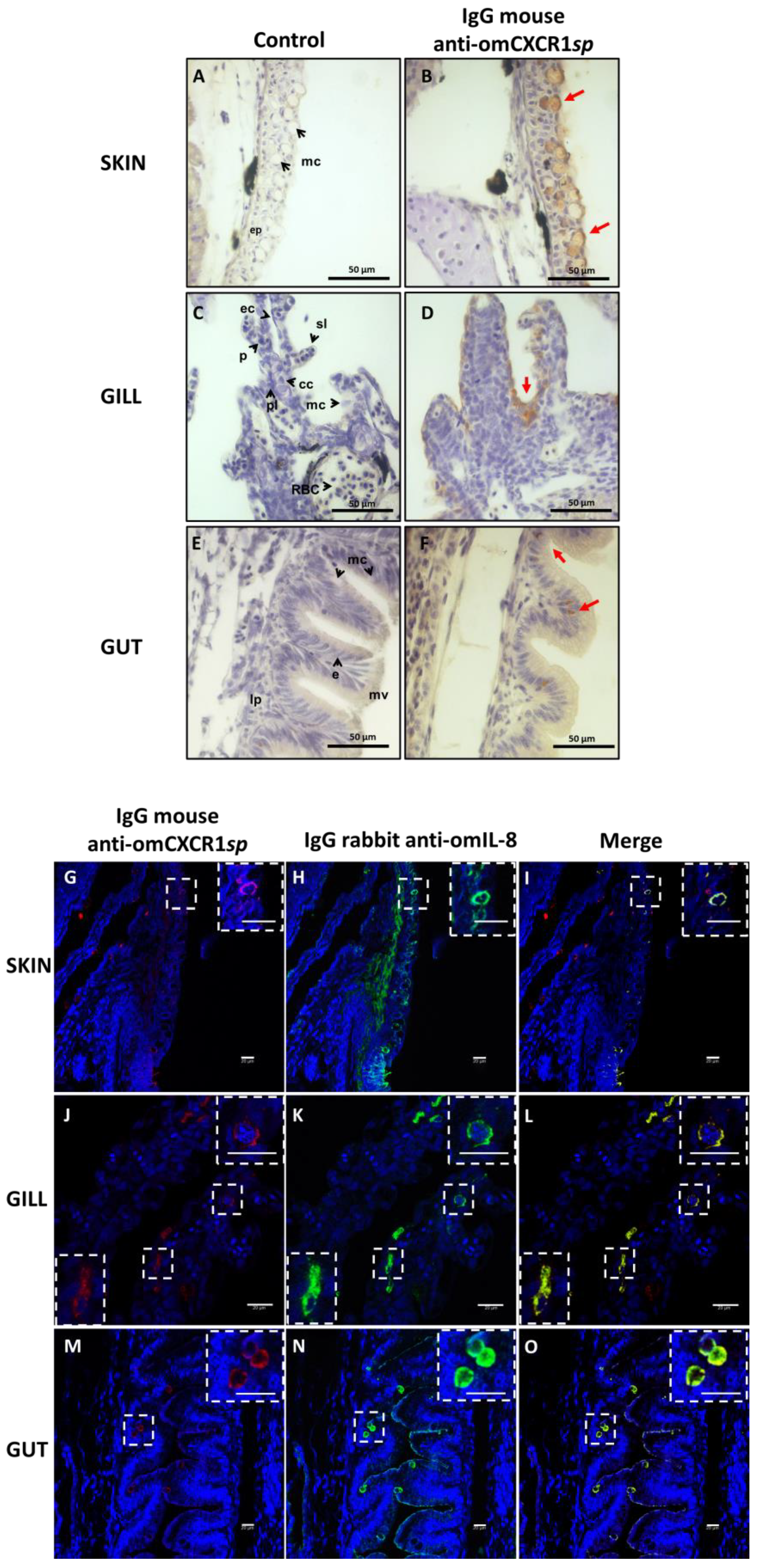 Animals 14 02878 g004