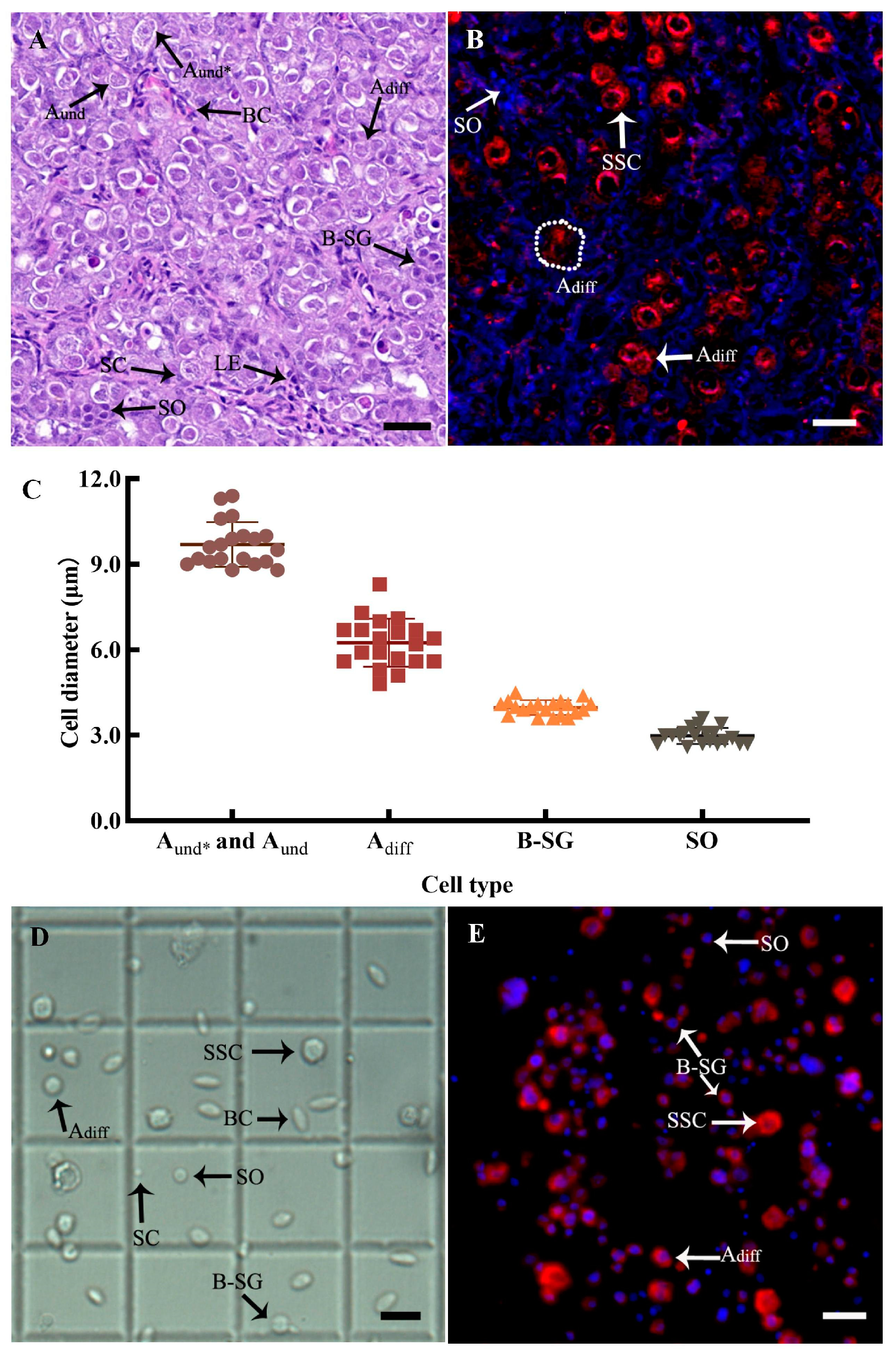Animals 14 02887 g005