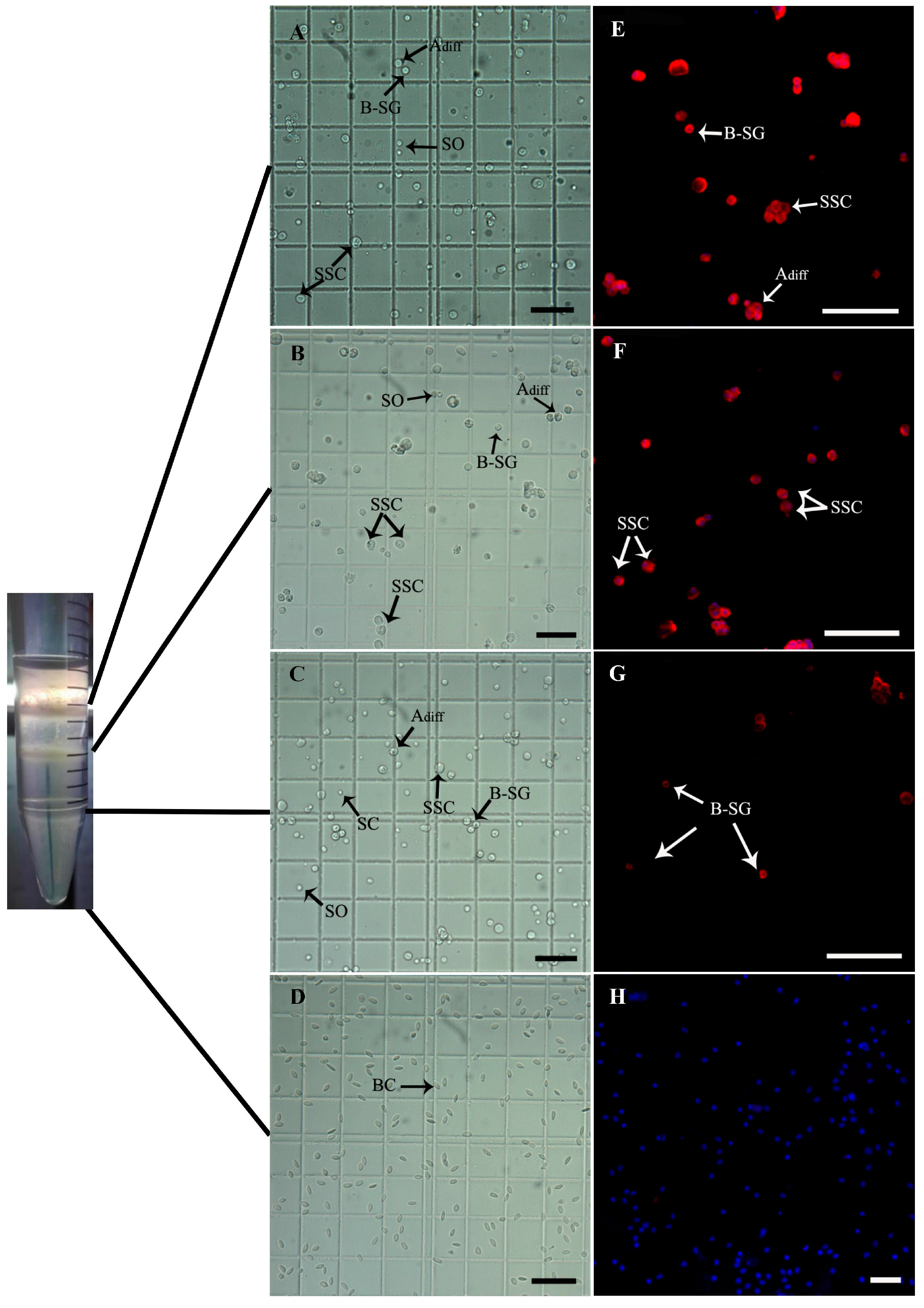 Animals 14 02887 g006