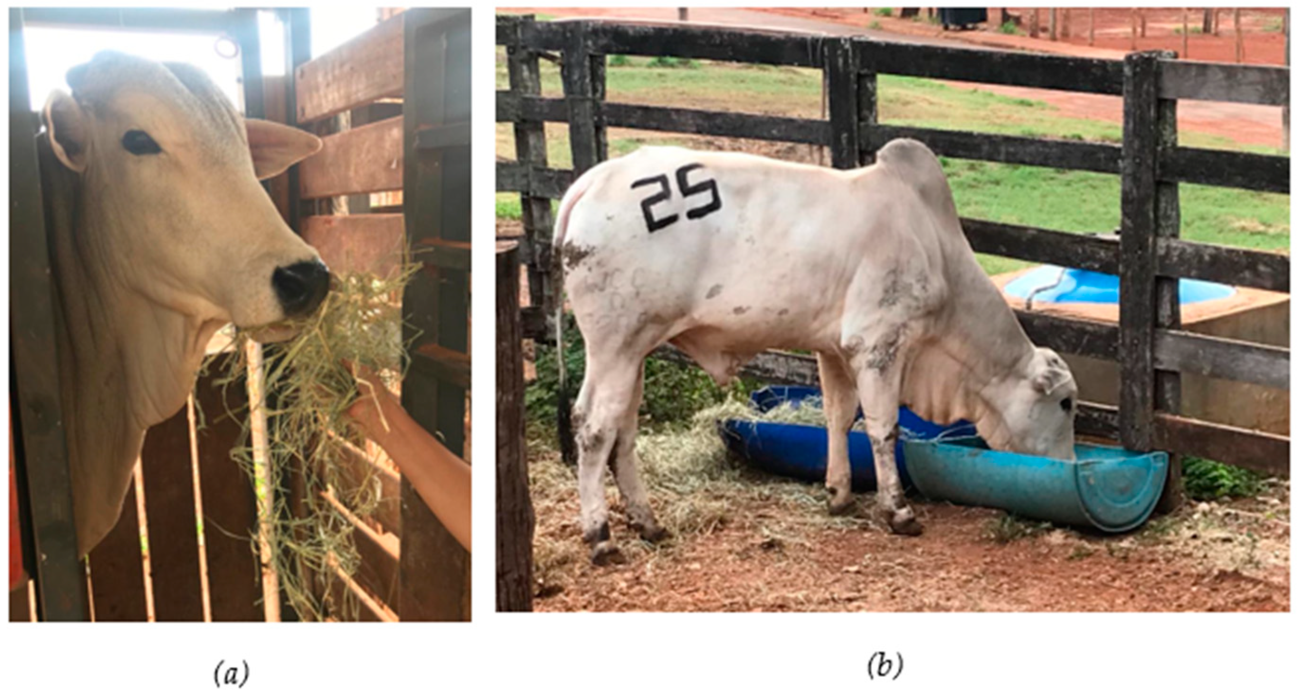 Animals 14 02888 g001 Animals 14 02888 g001