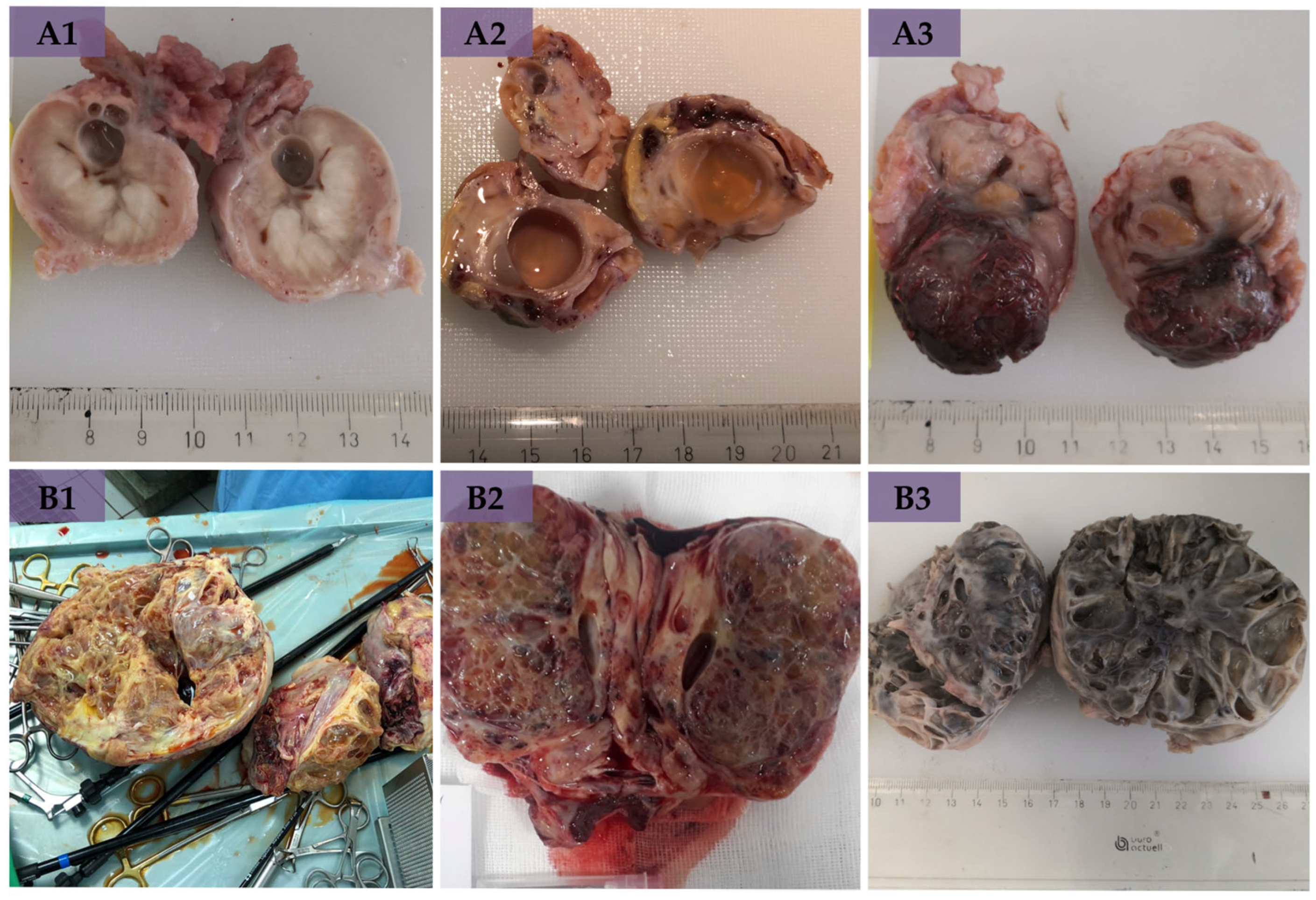Animals 14 02899 g002 Animals 14 02899 g002