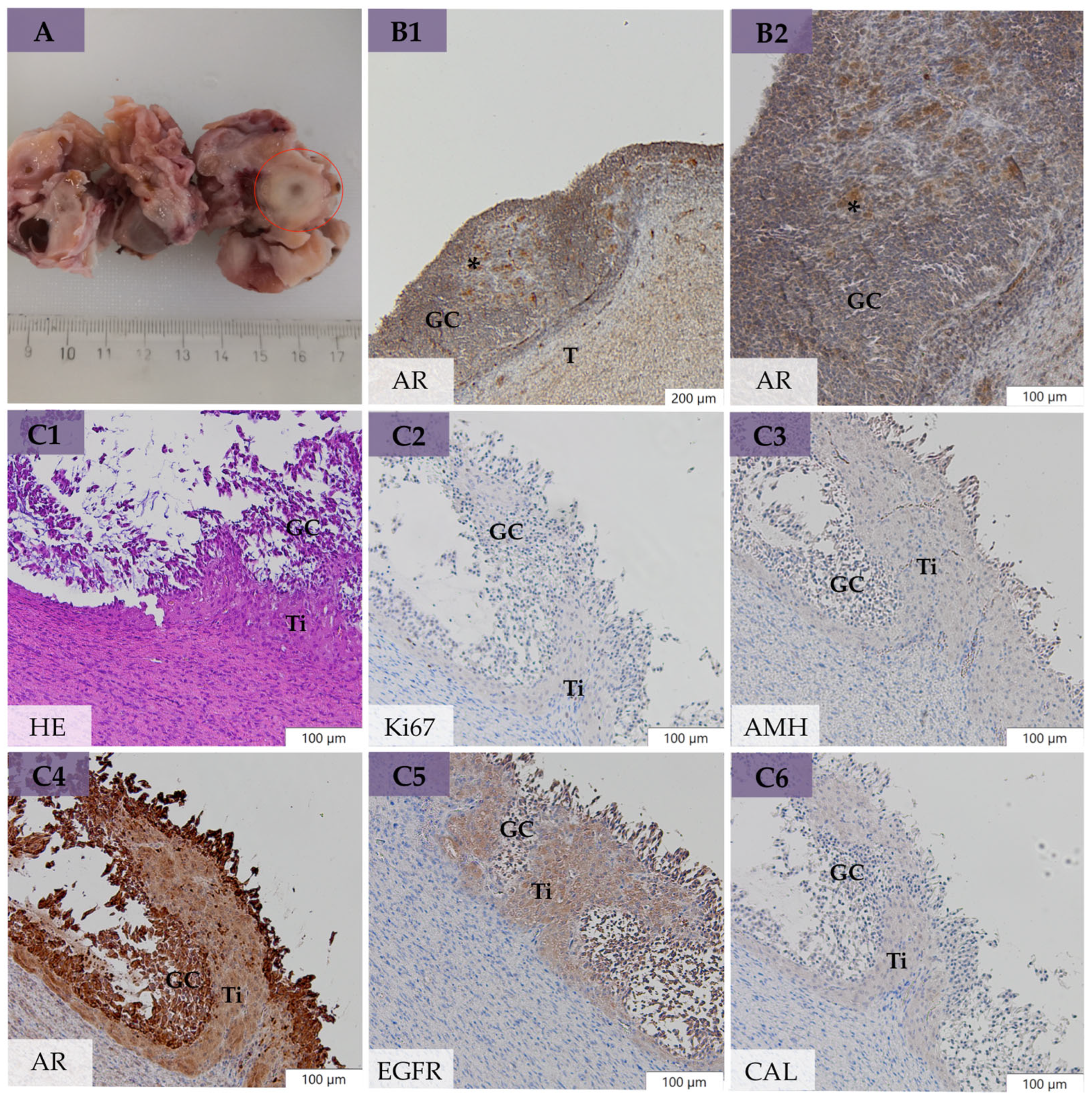 Animals 14 02899 g003 Animals 14 02899 g003