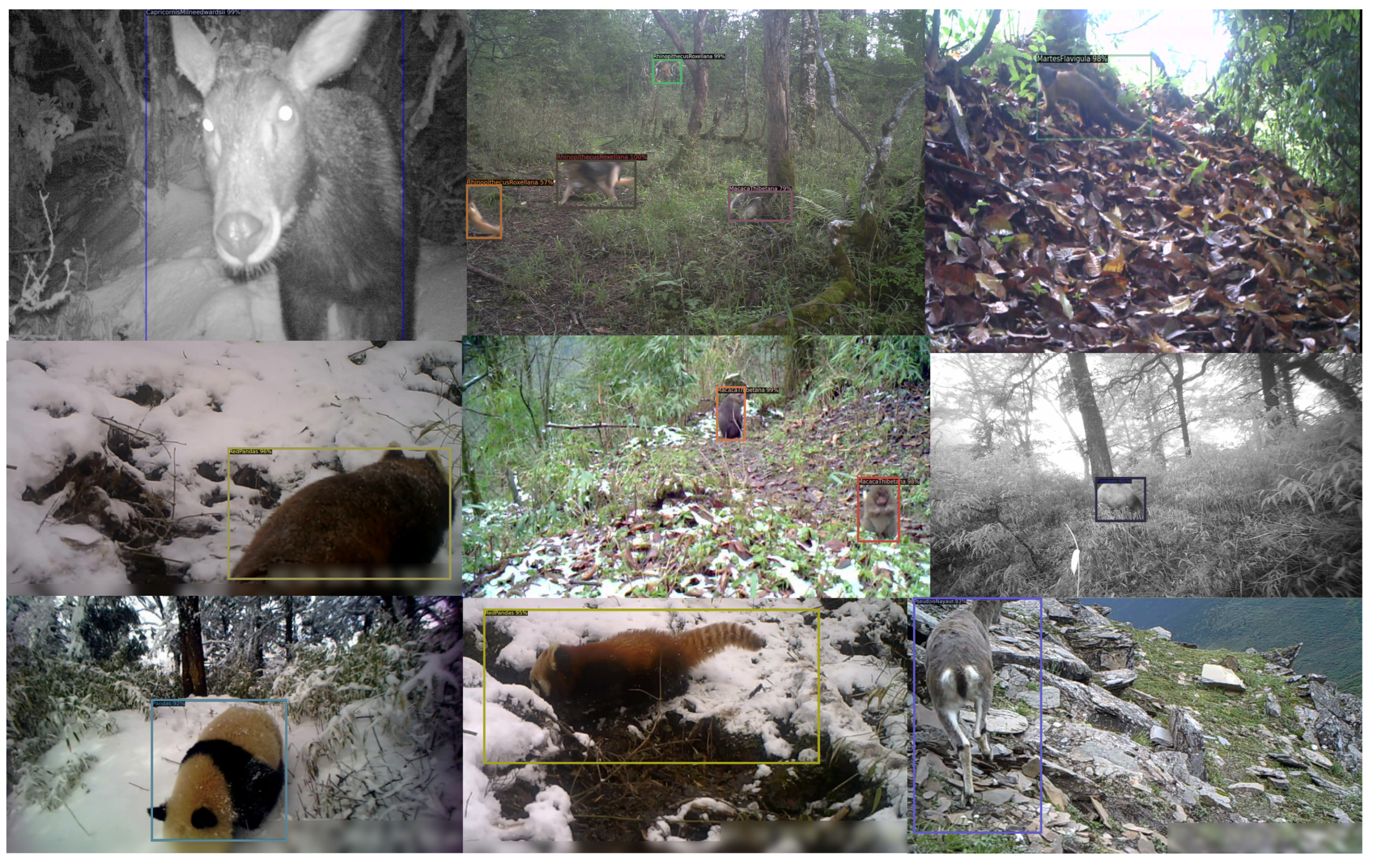 Animals 14 02909 g009