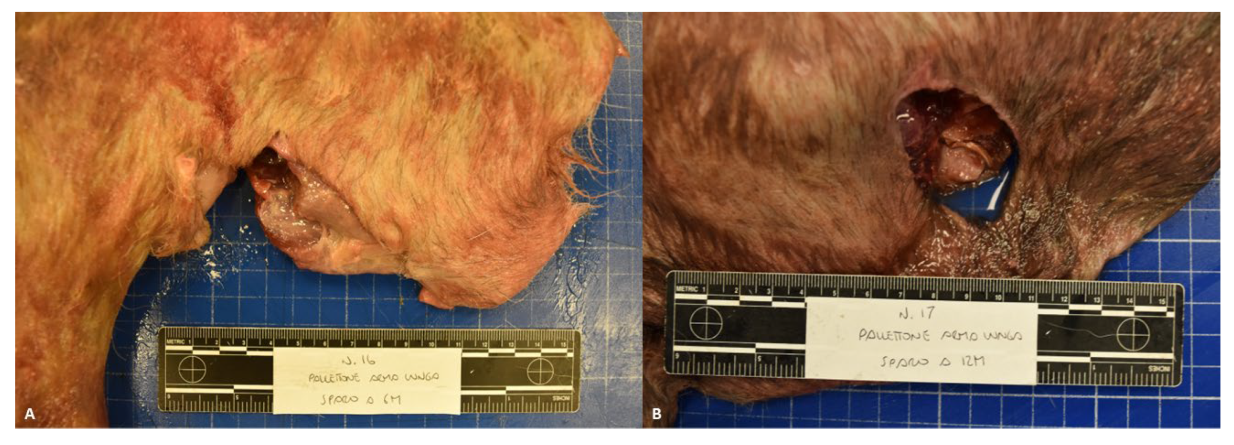 Animals 14 02913 g004