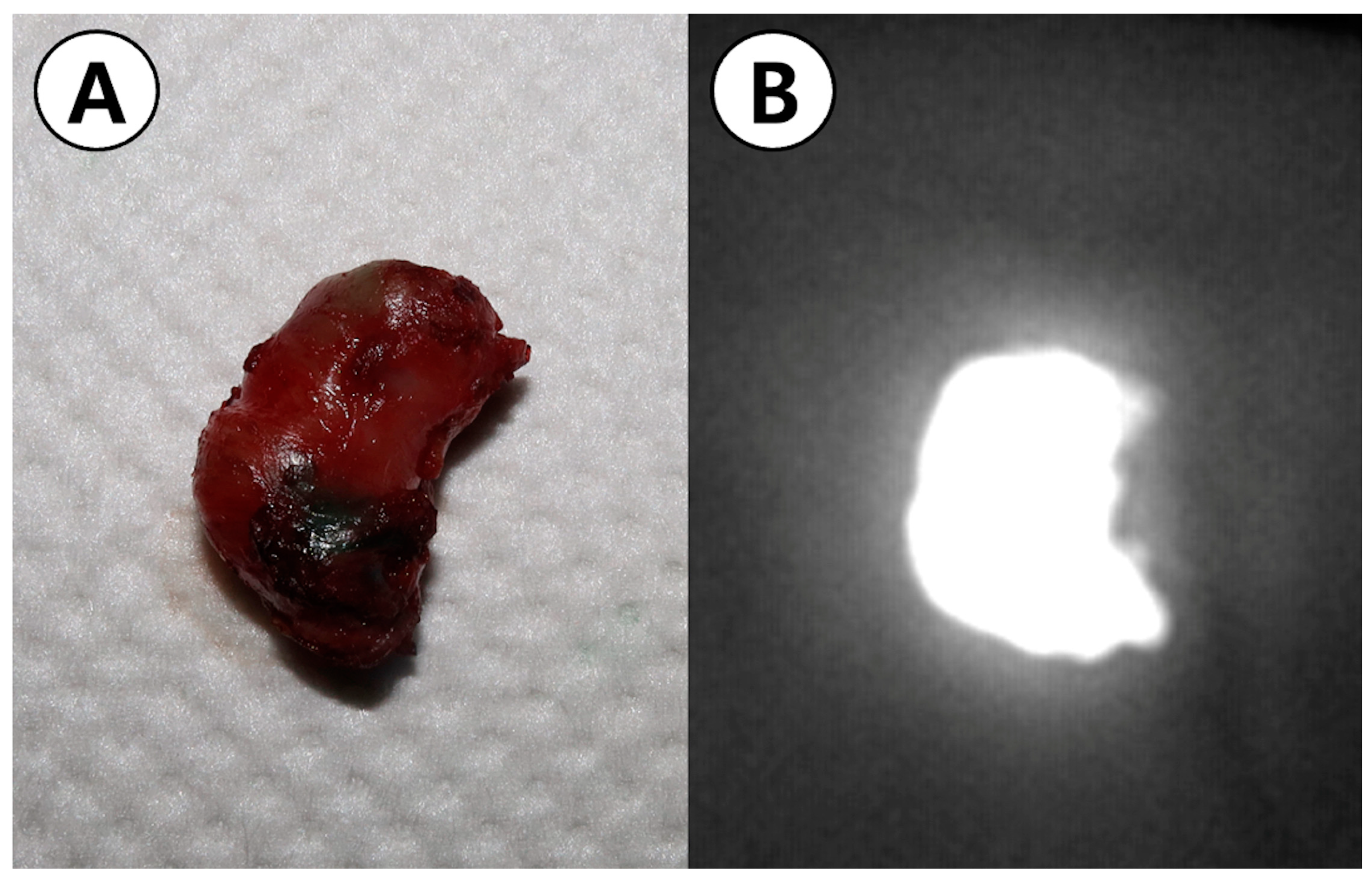 Animals 14 02917 g005