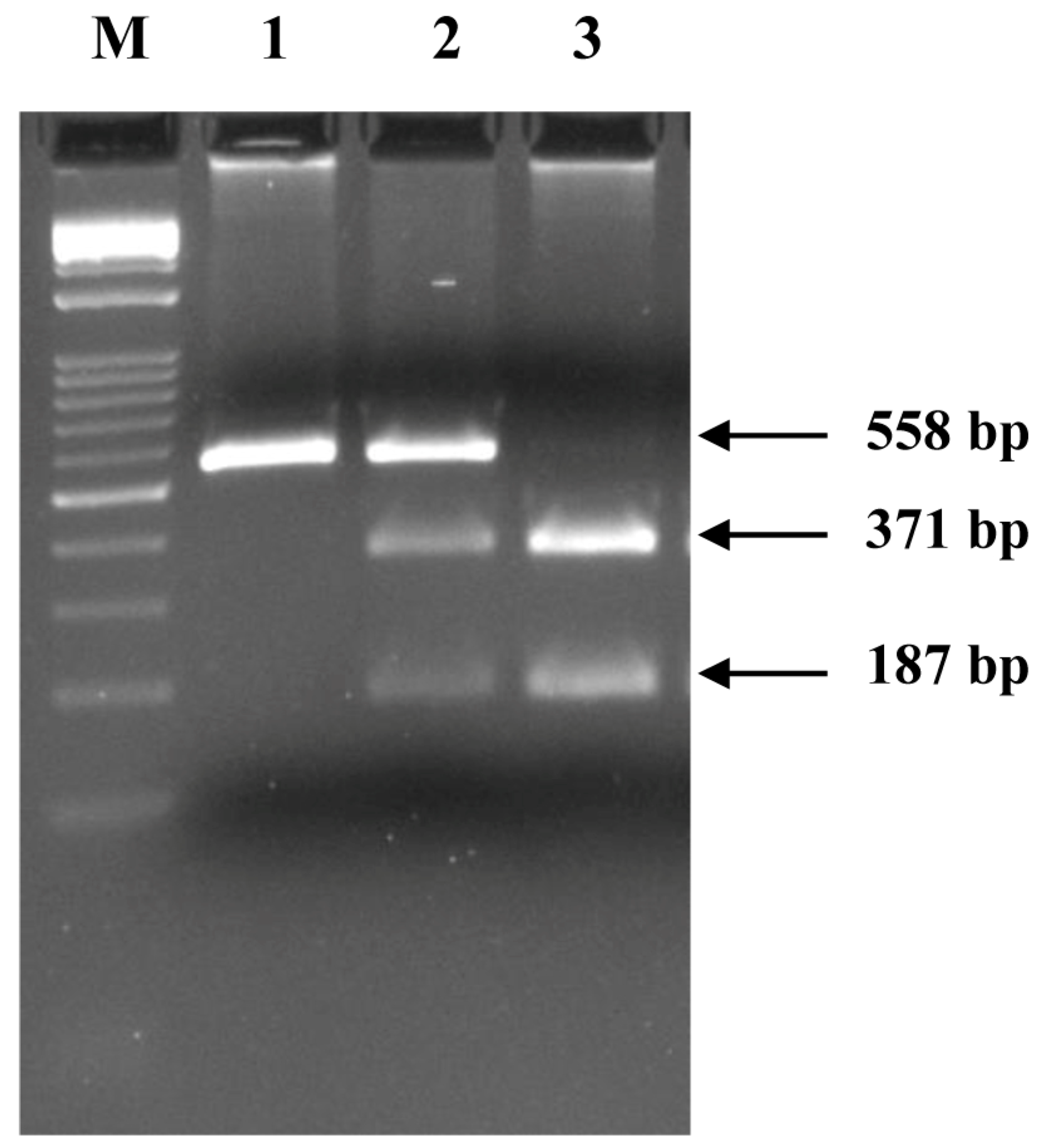 Animals 14 02918 g004 Animals 14 02918 g004