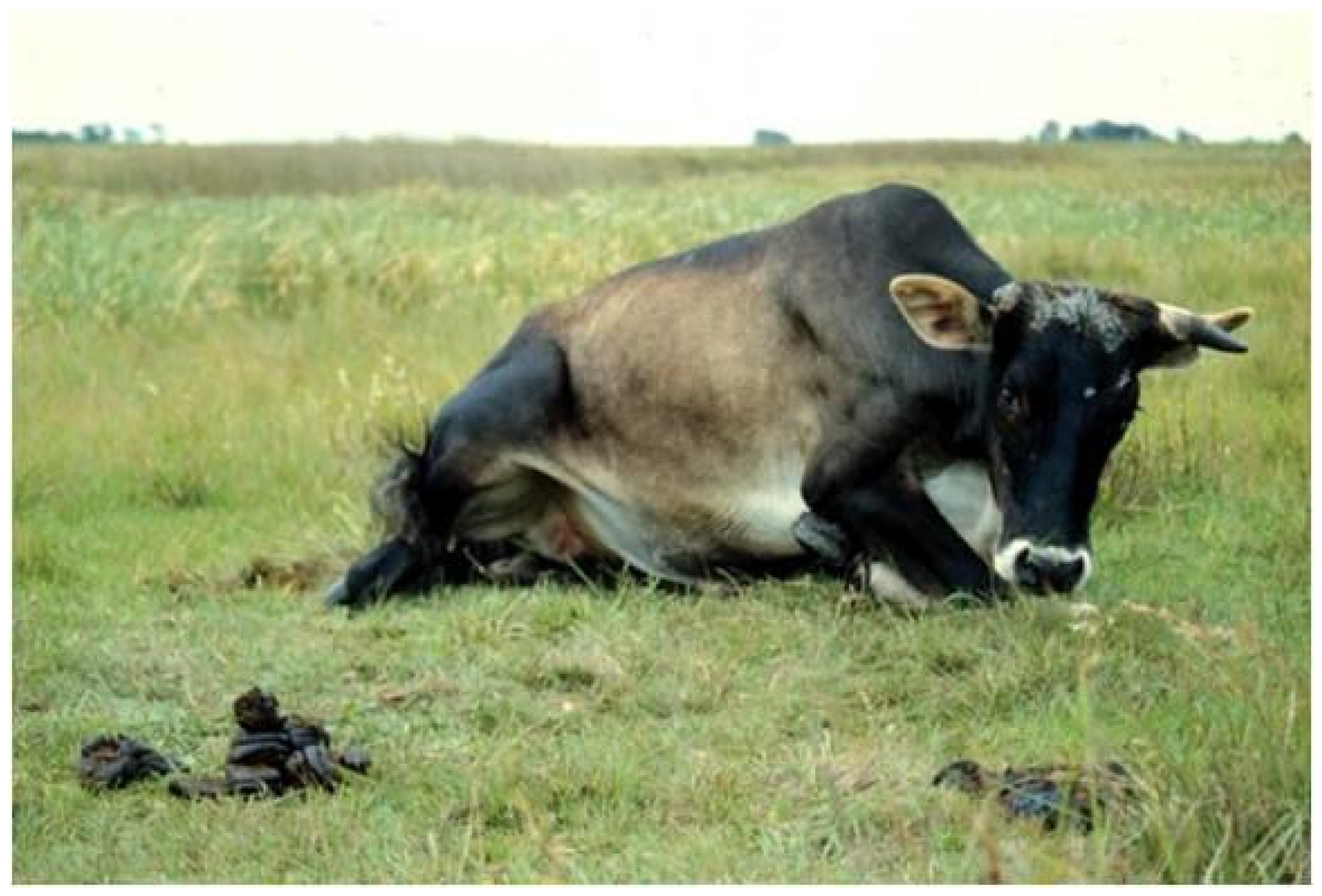 Animals 14 02919 g002