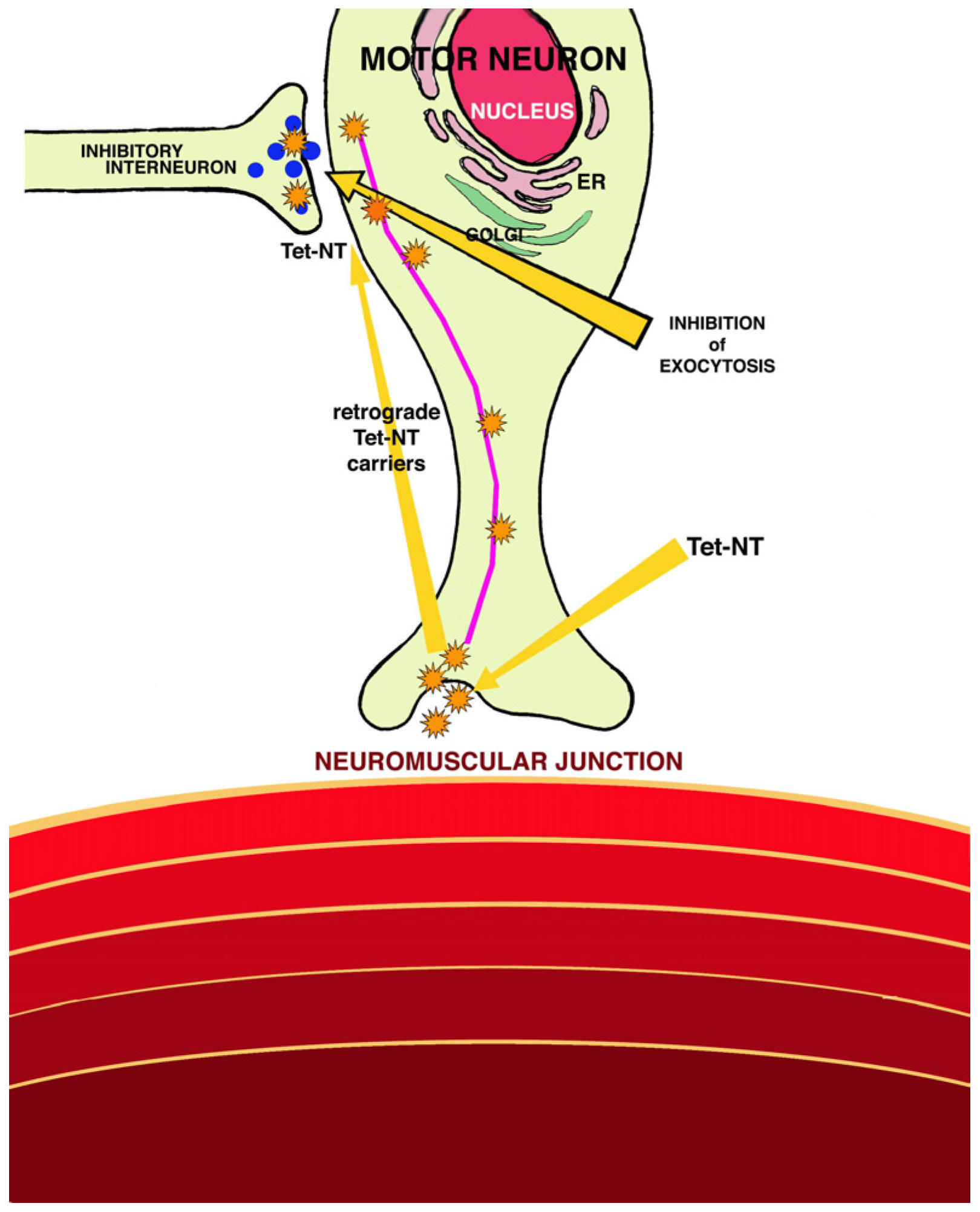 Animals 14 02919 g003