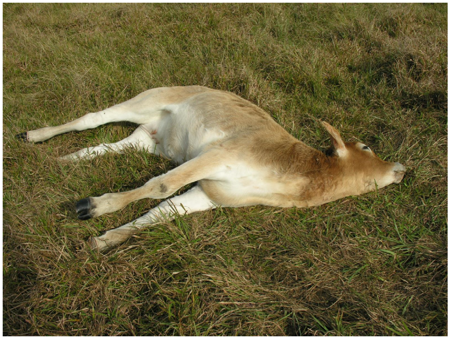 Animals 14 02919 g004