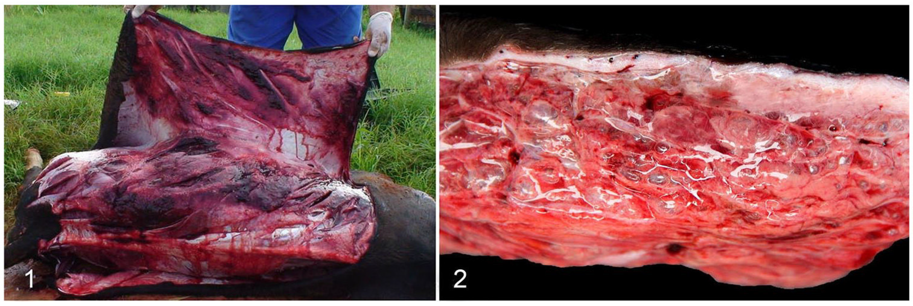 Animals 14 02919 g006