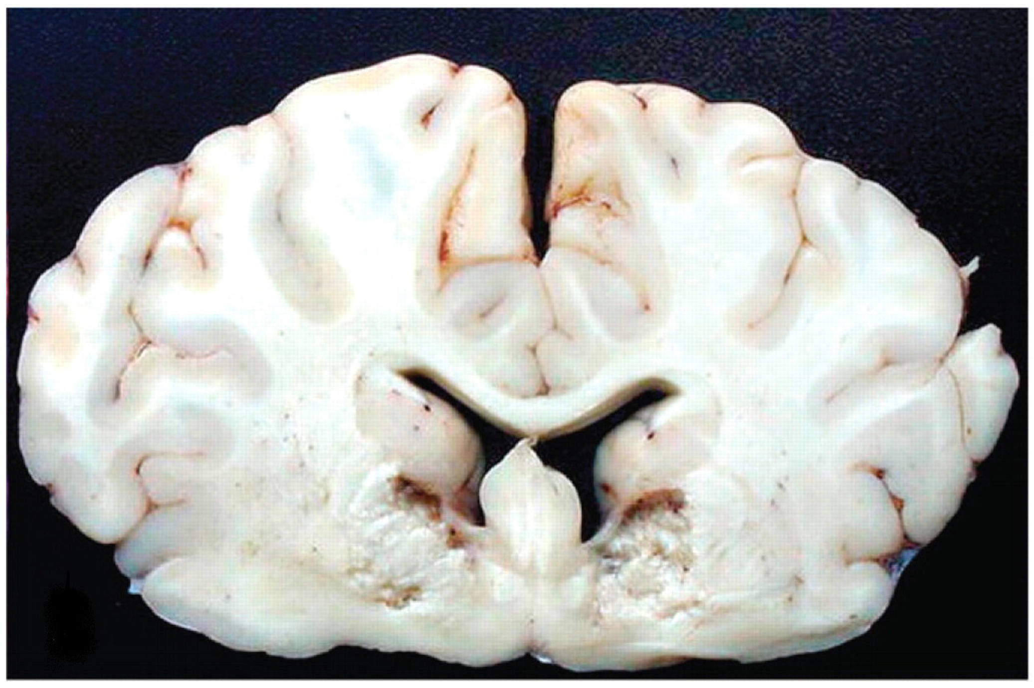 Animals 14 02919 g007