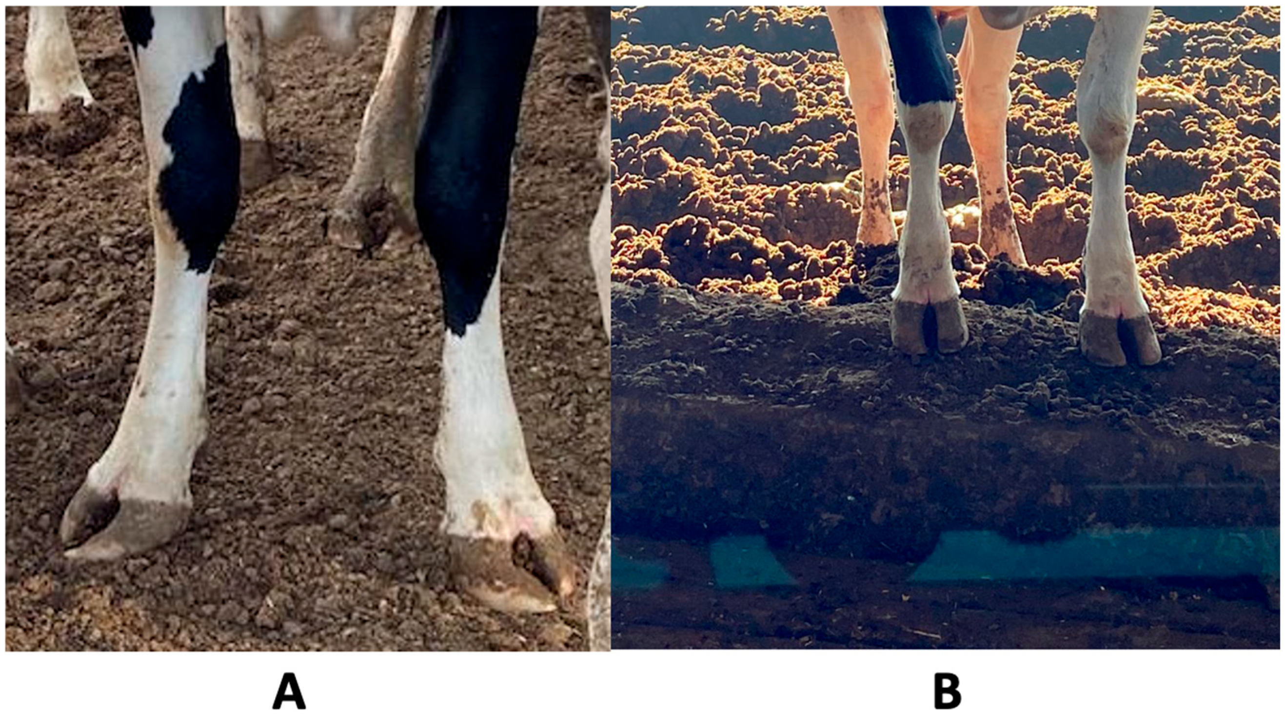 Animals 14 02930 g001