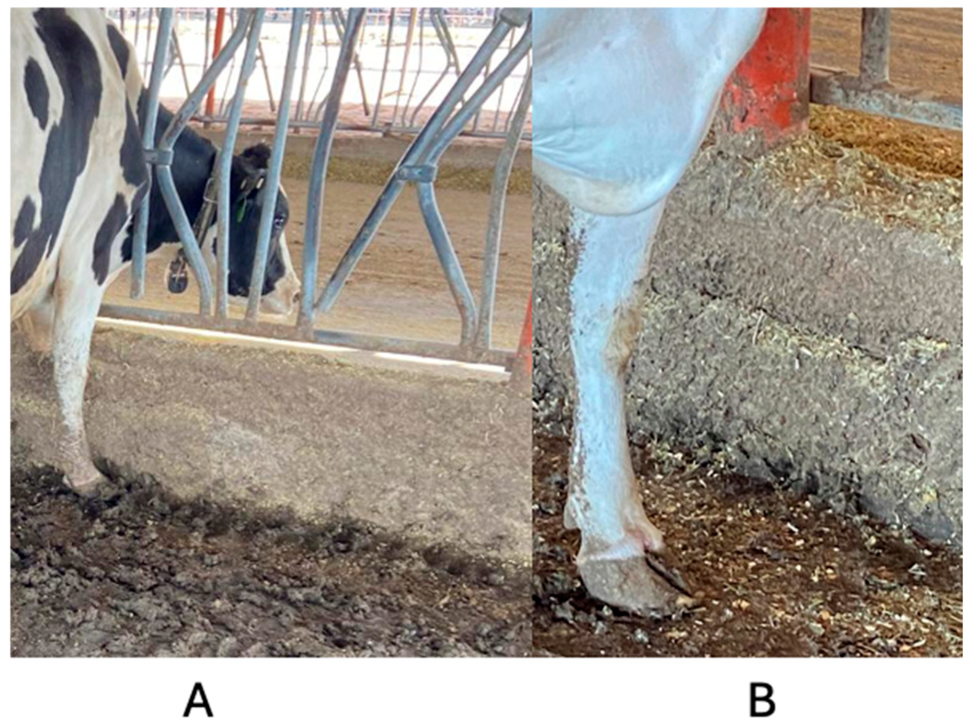 Animals 14 02930 g008