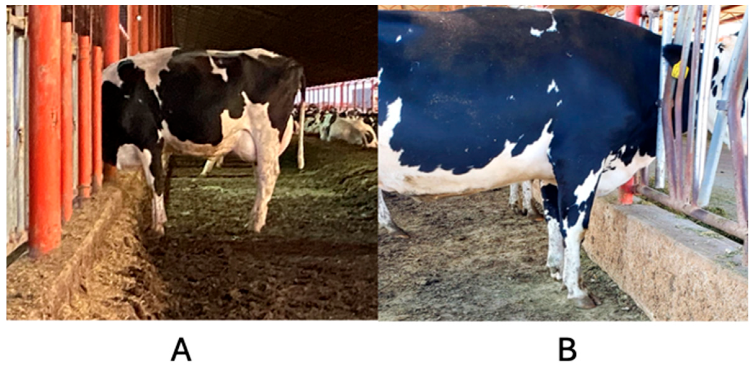 Animals 14 02930 g009