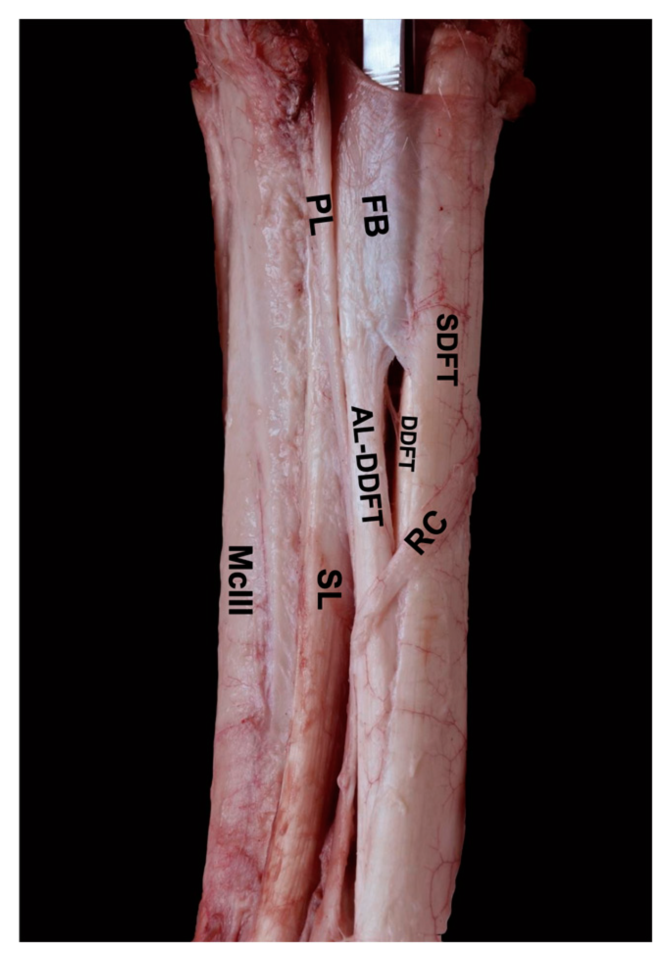 Animals 14 02952 g002 Animals 14 02952 g002