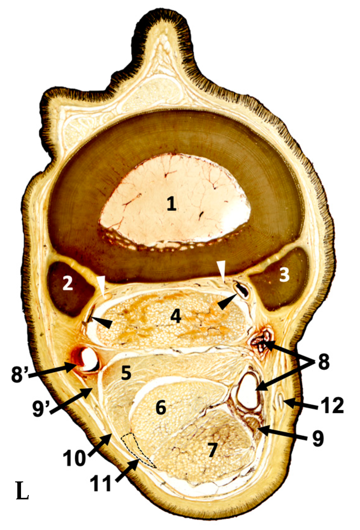 Animals 14 02952 g003 Animals 14 02952 g003