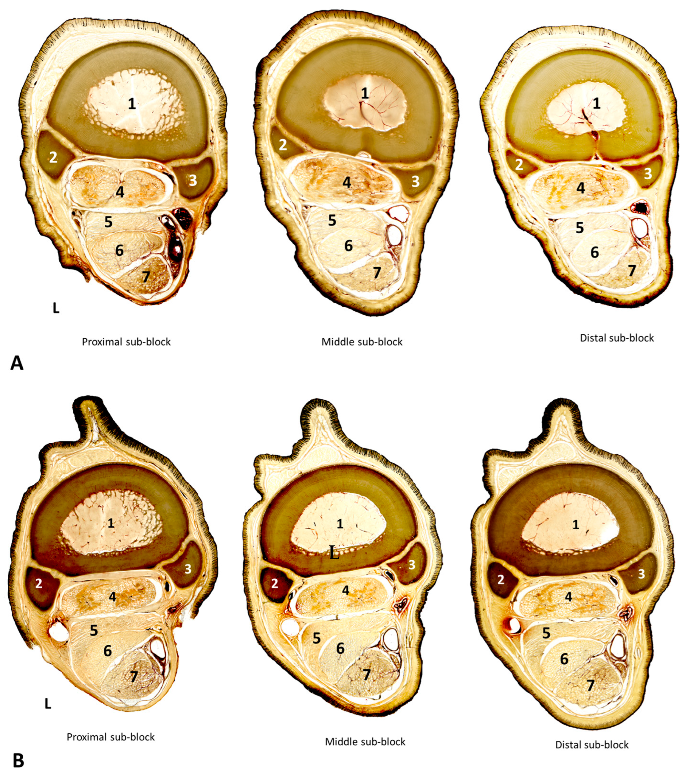 Animals 14 02952 g004 Animals 14 02952 g004