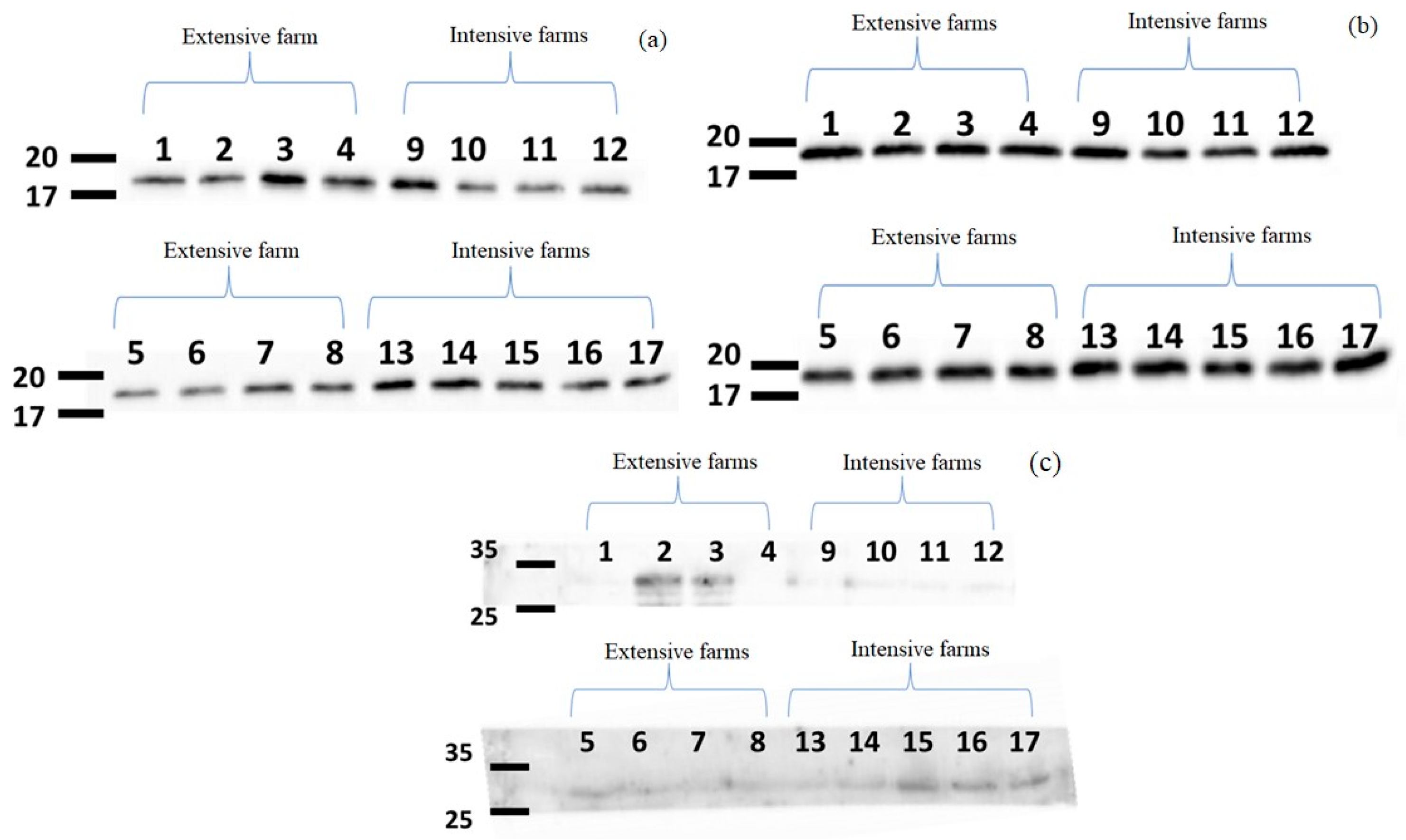 Animals 14 02960 g003