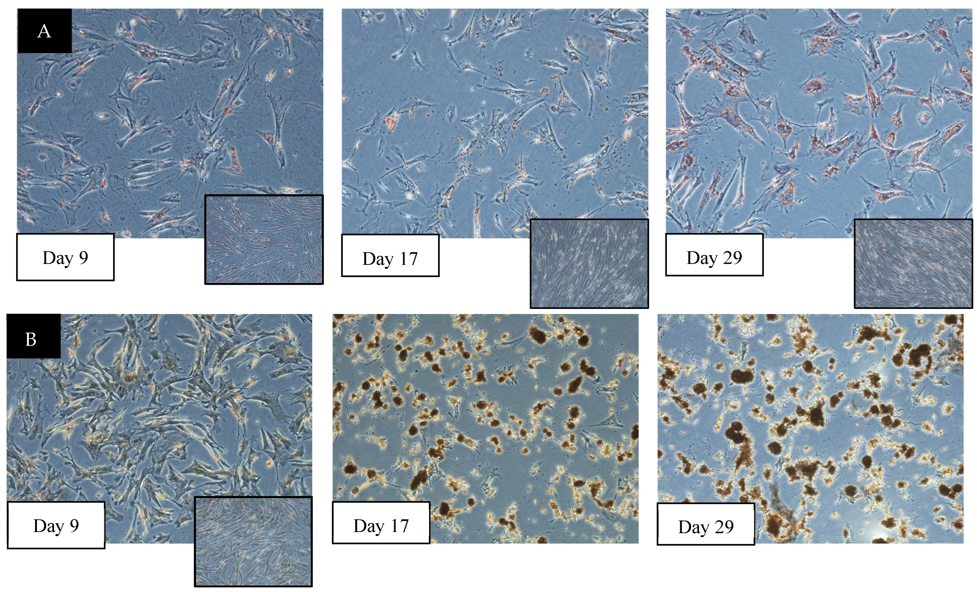 Animals 14 02974 g003