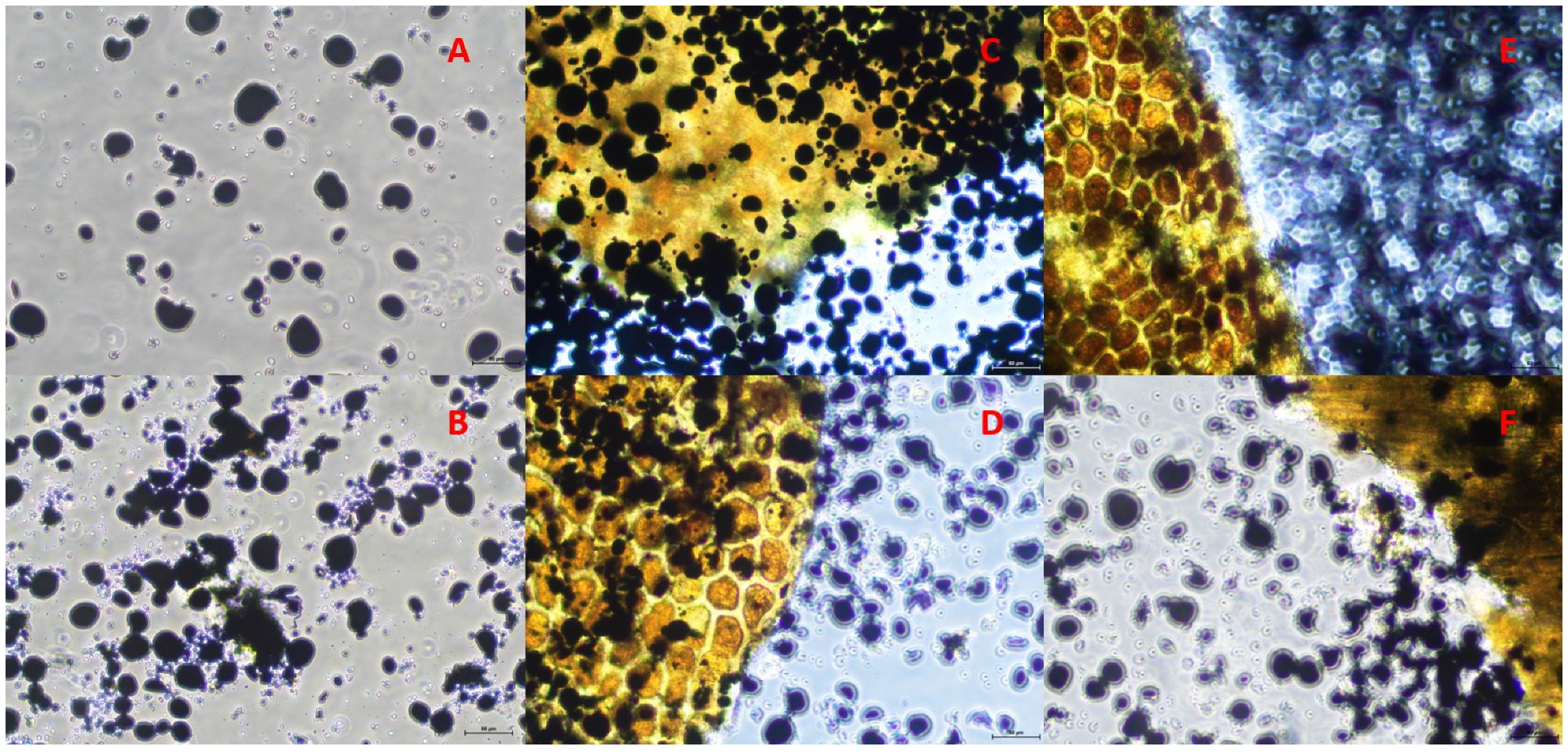 Animals 14 02982 g003 Animals 14 02982 g003