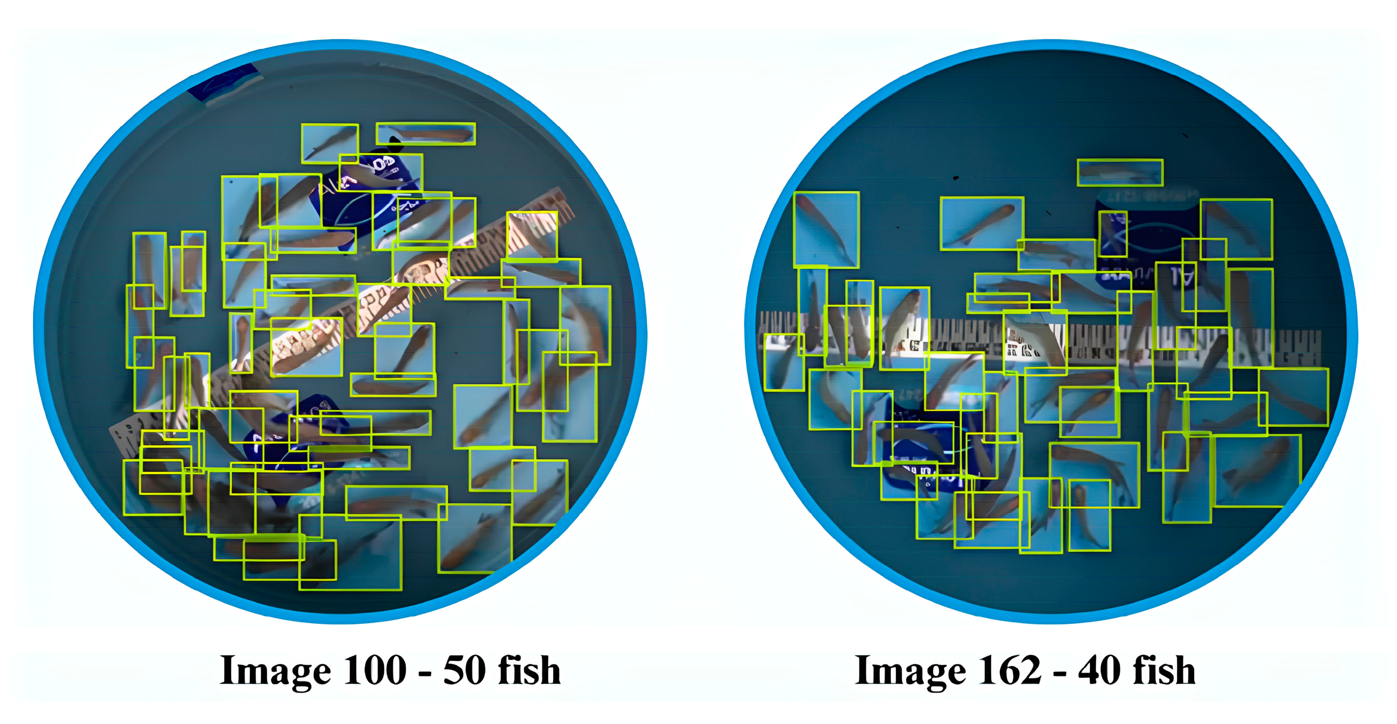 Animals 14 02999 g003 Animals 14 02999 g003