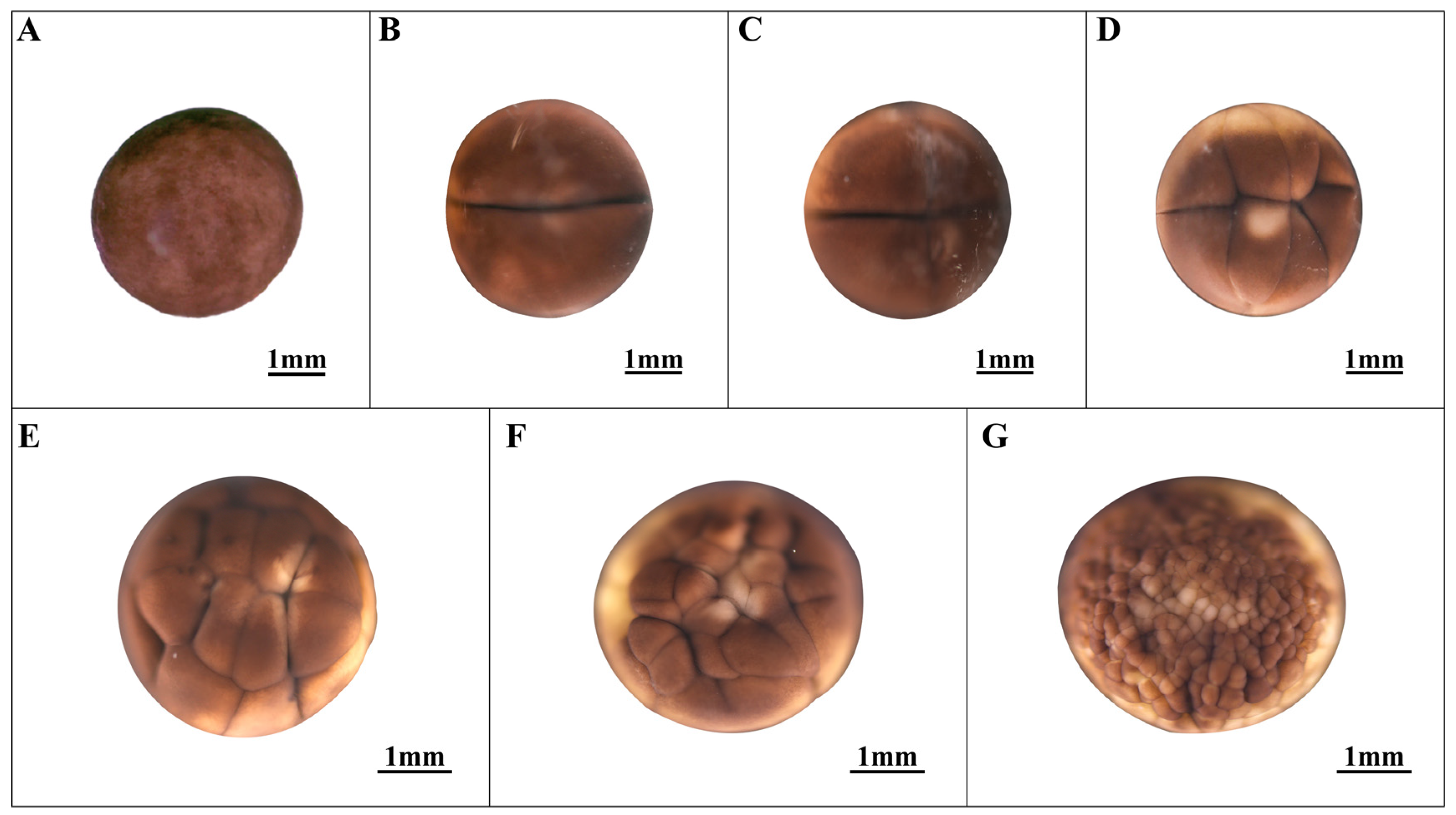 Animals 14 03007 g001