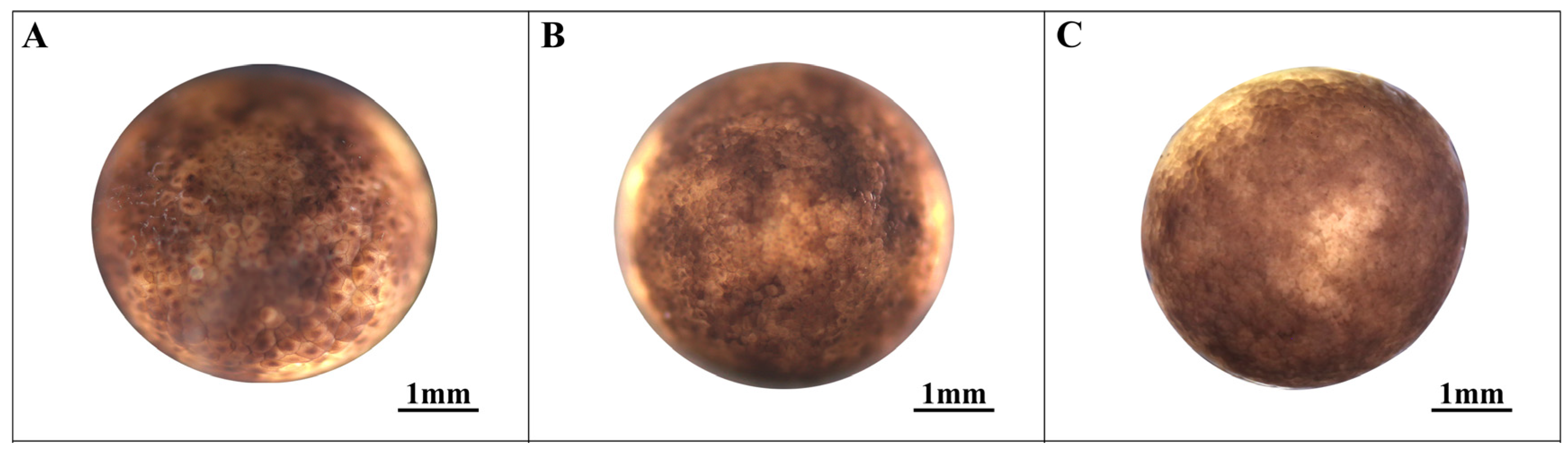 Animals 14 03007 g002