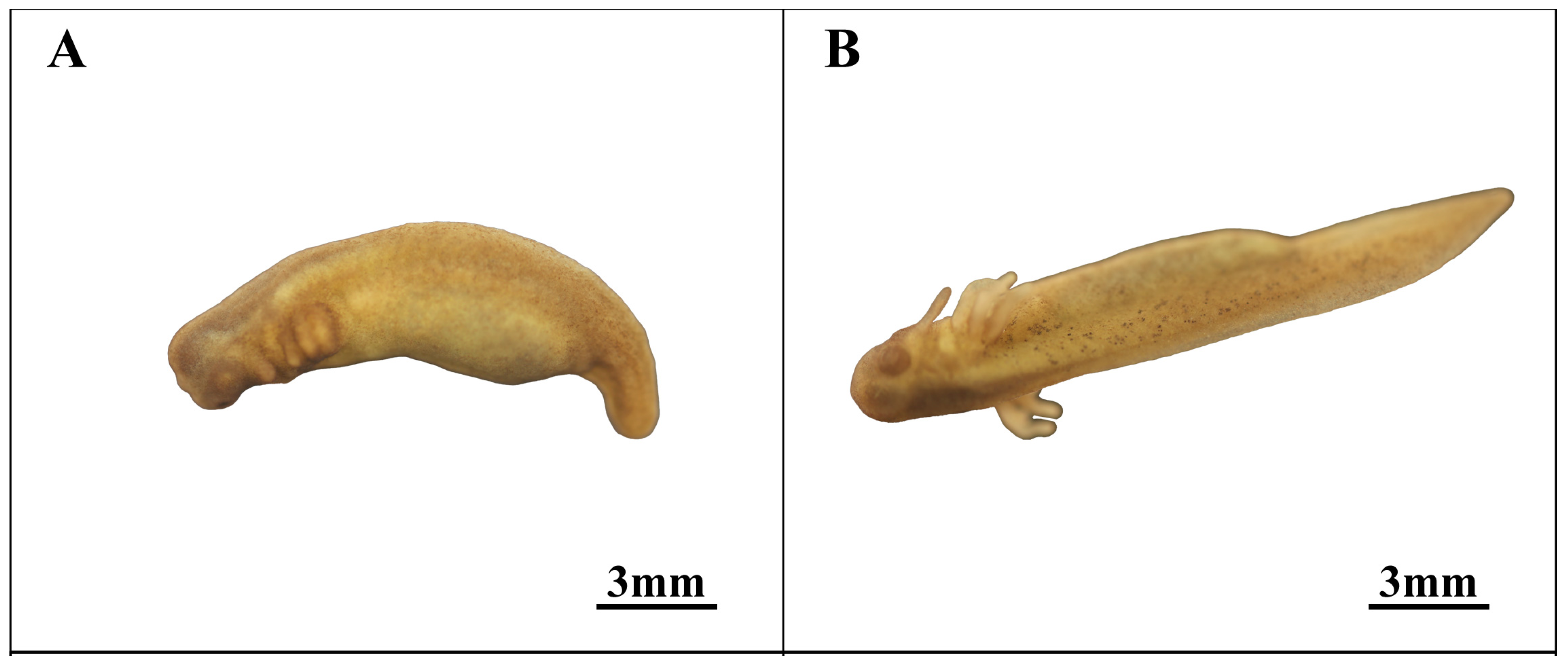 Animals 14 03007 g007