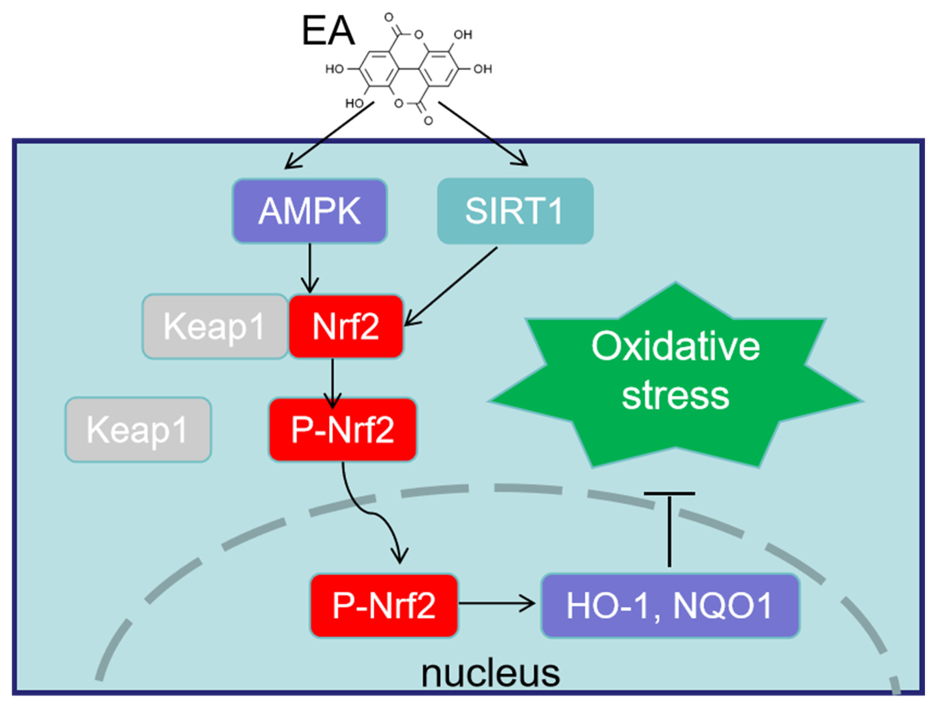 Animals 14 03009 g001