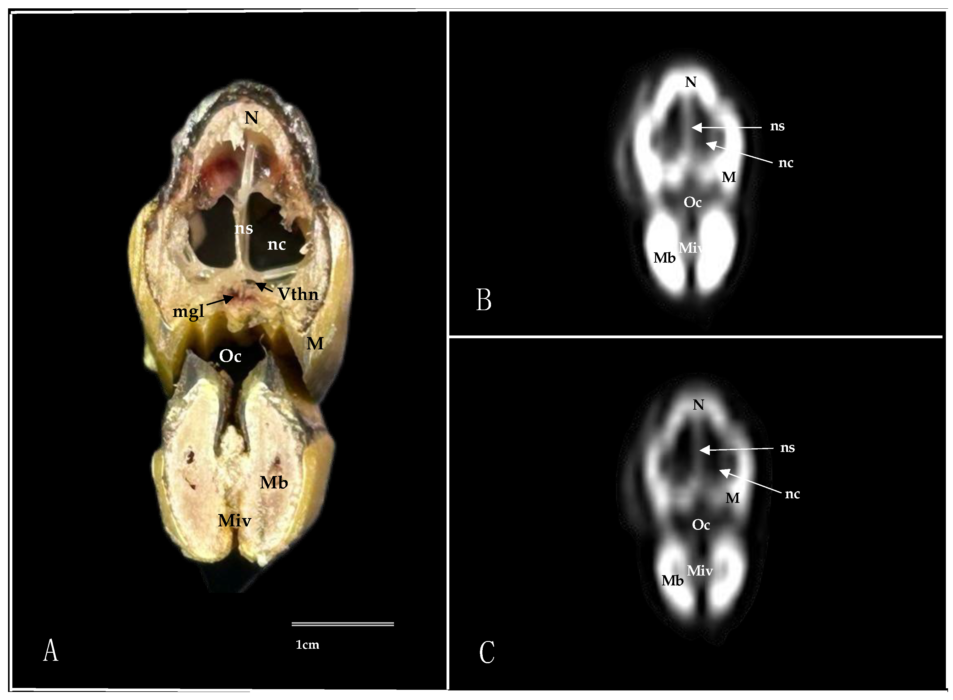 Animals 14 03015 g002