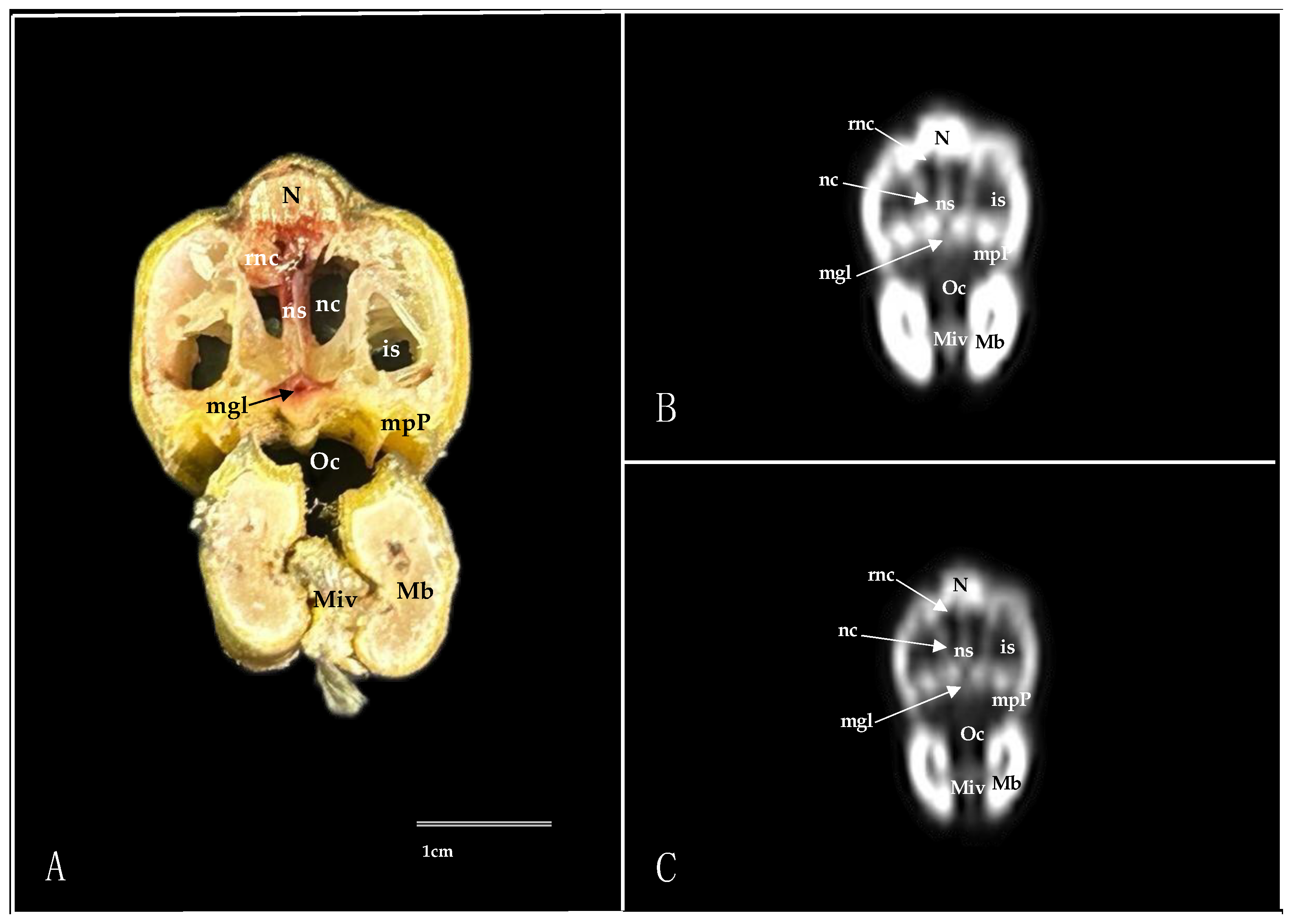 Animals 14 03015 g003