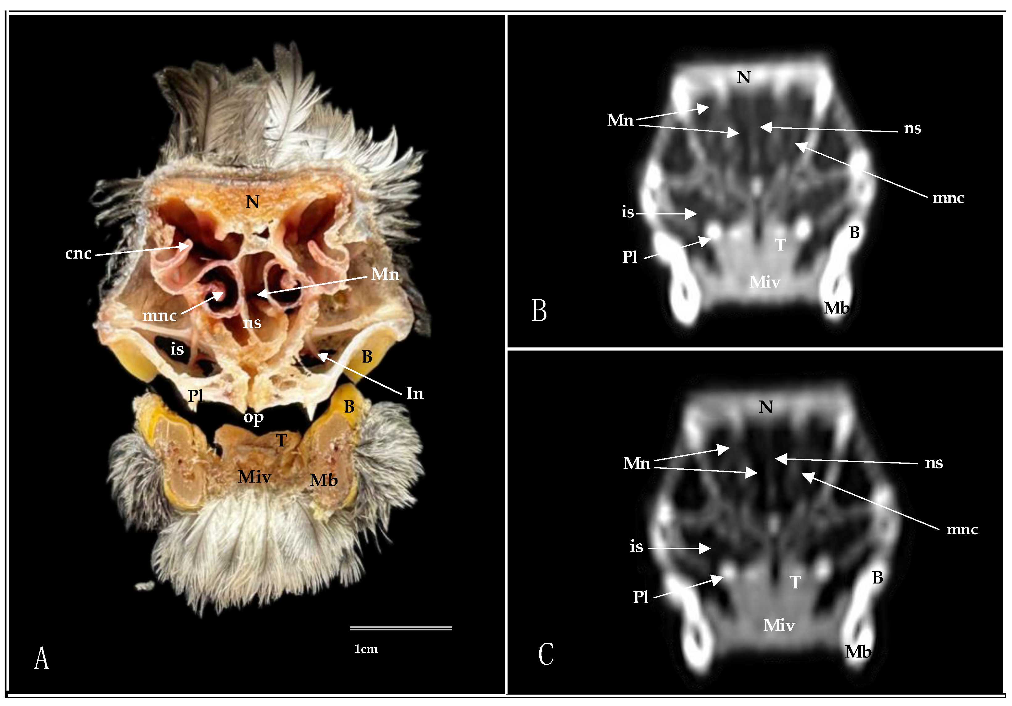 Animals 14 03015 g006