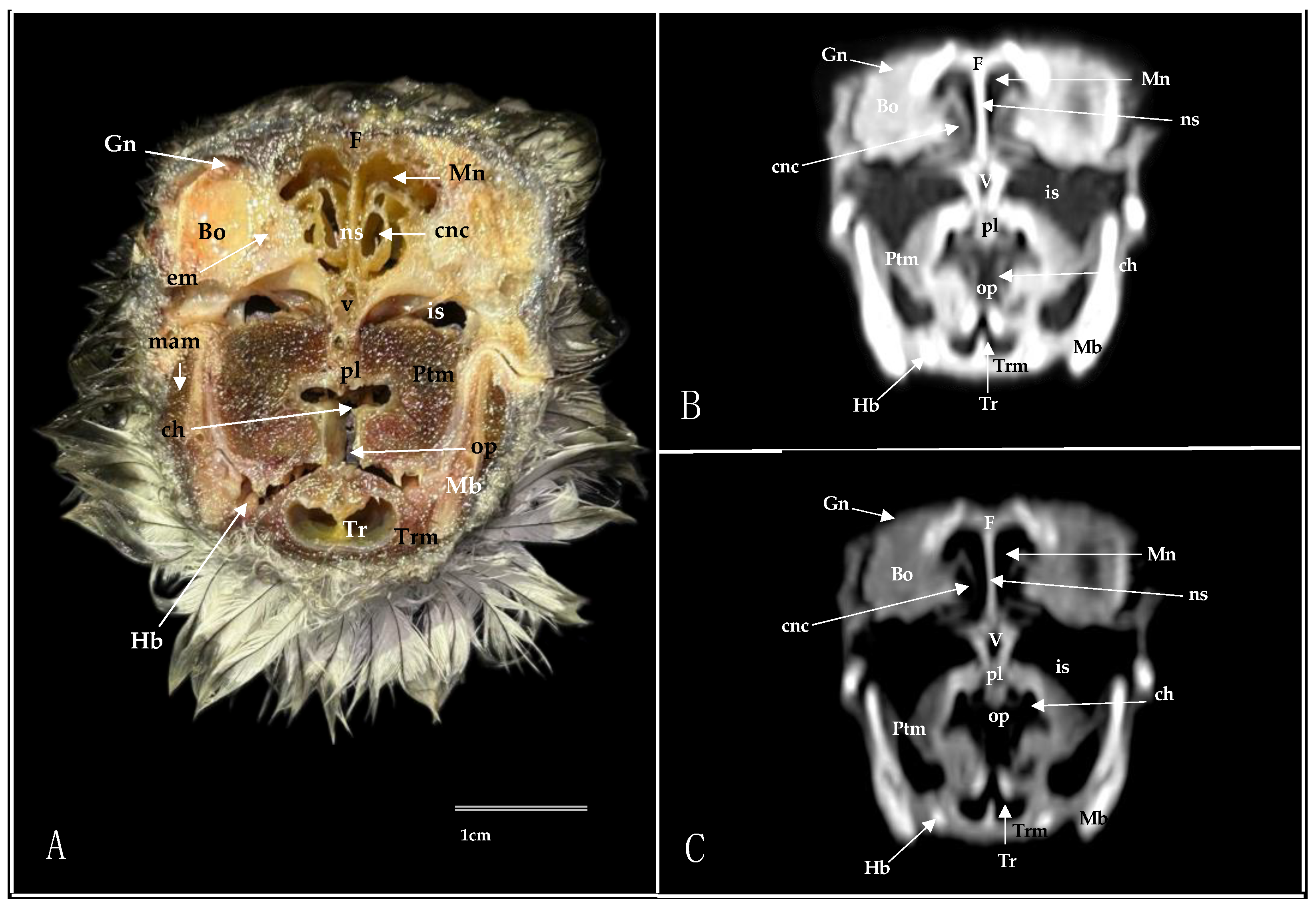 Animals 14 03015 g009