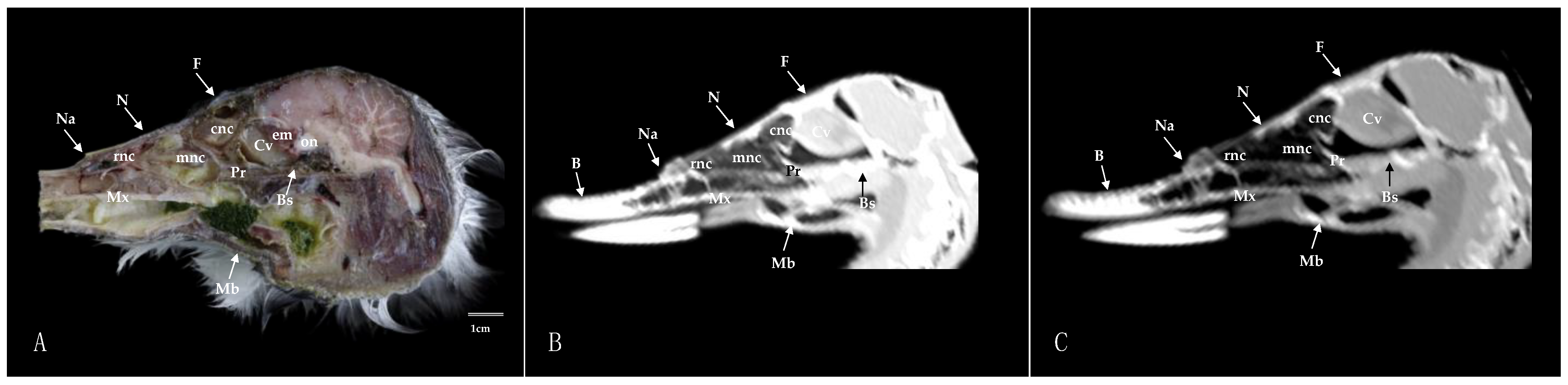 Animals 14 03015 g010