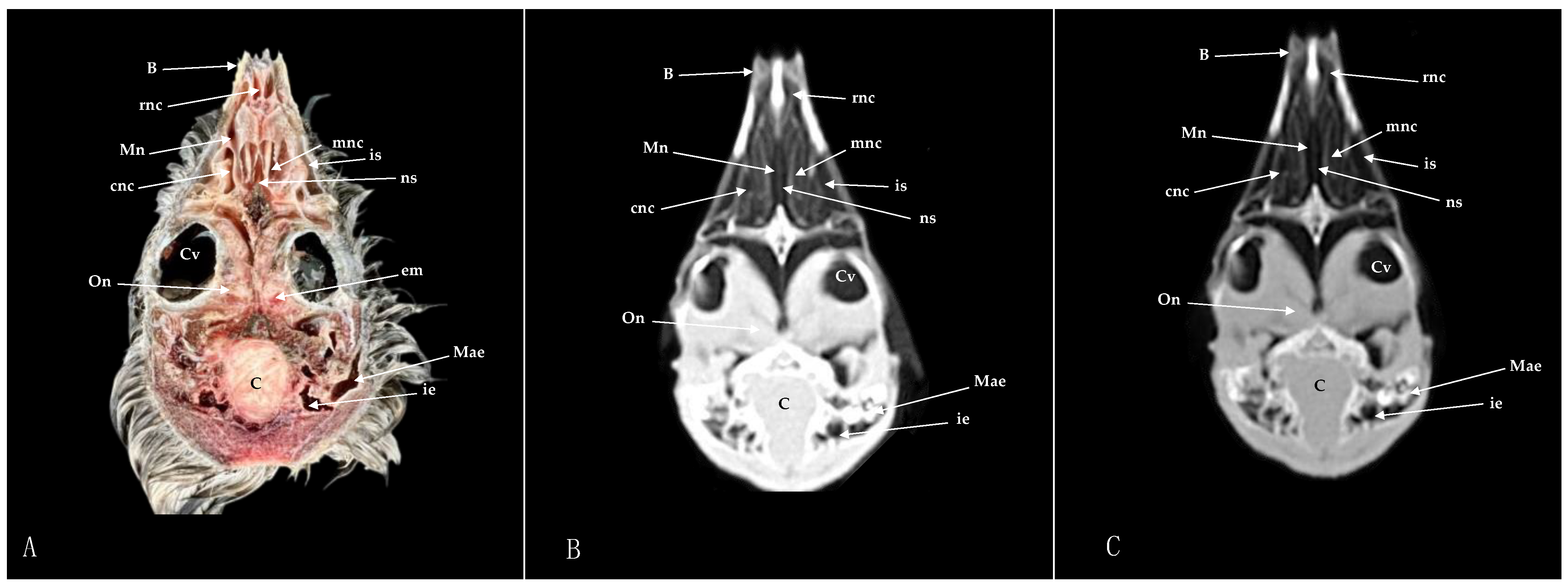 Animals 14 03015 g011